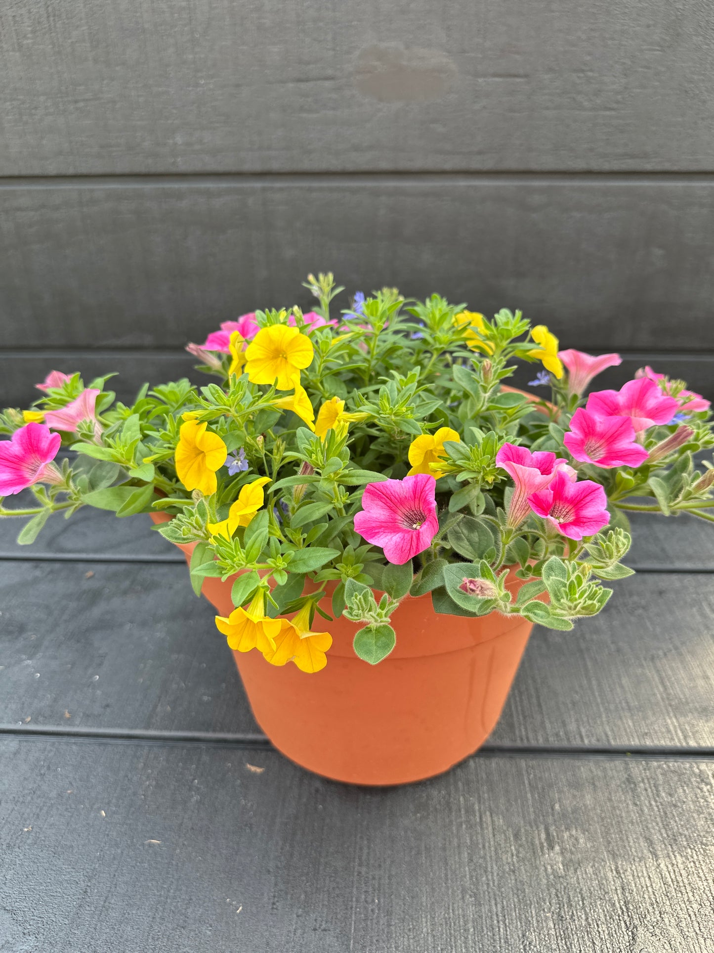COMBO #13 - 10'' POT