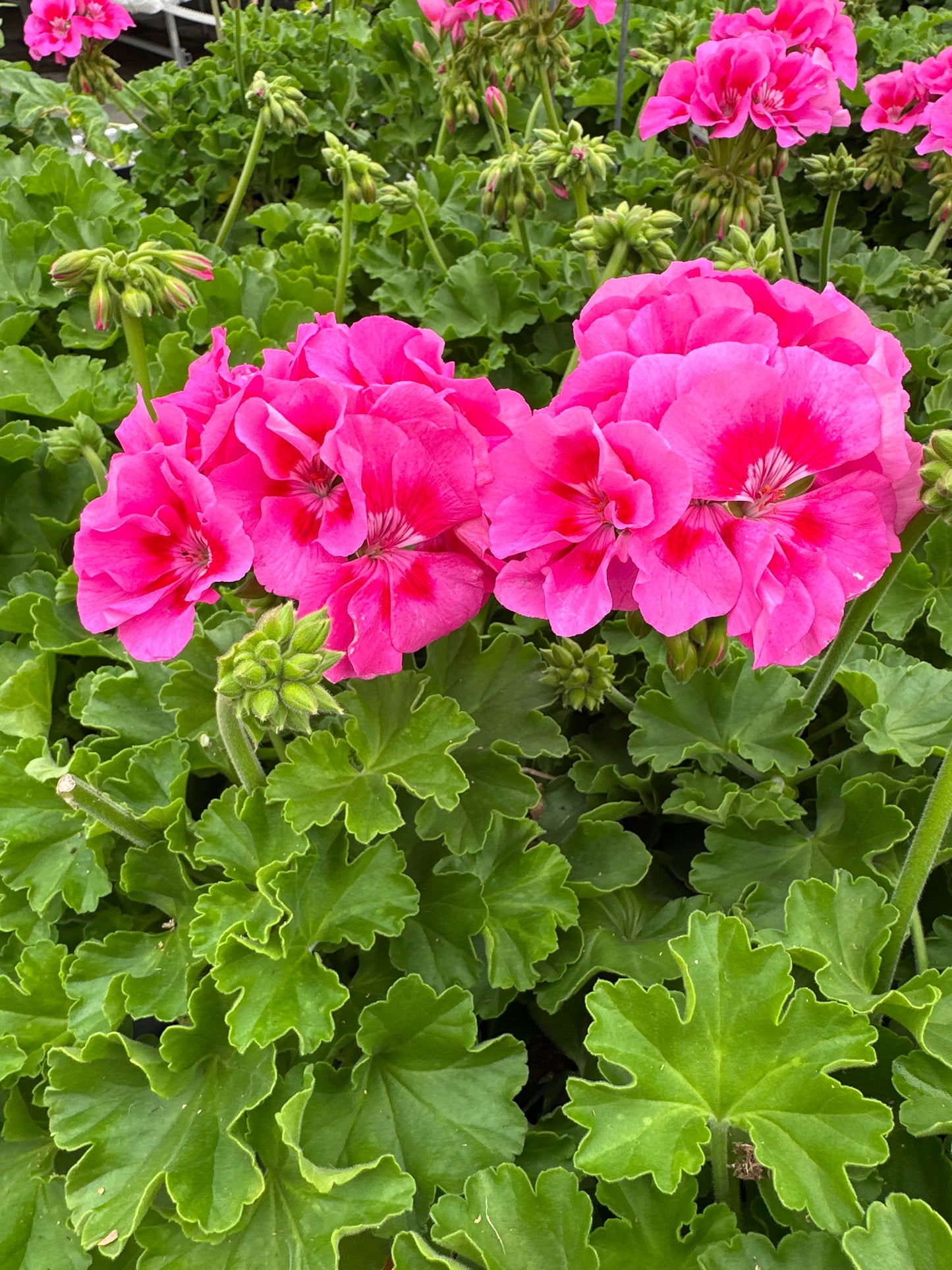 GERANIUM DYNAMO PINK FLARE - 4" POT
