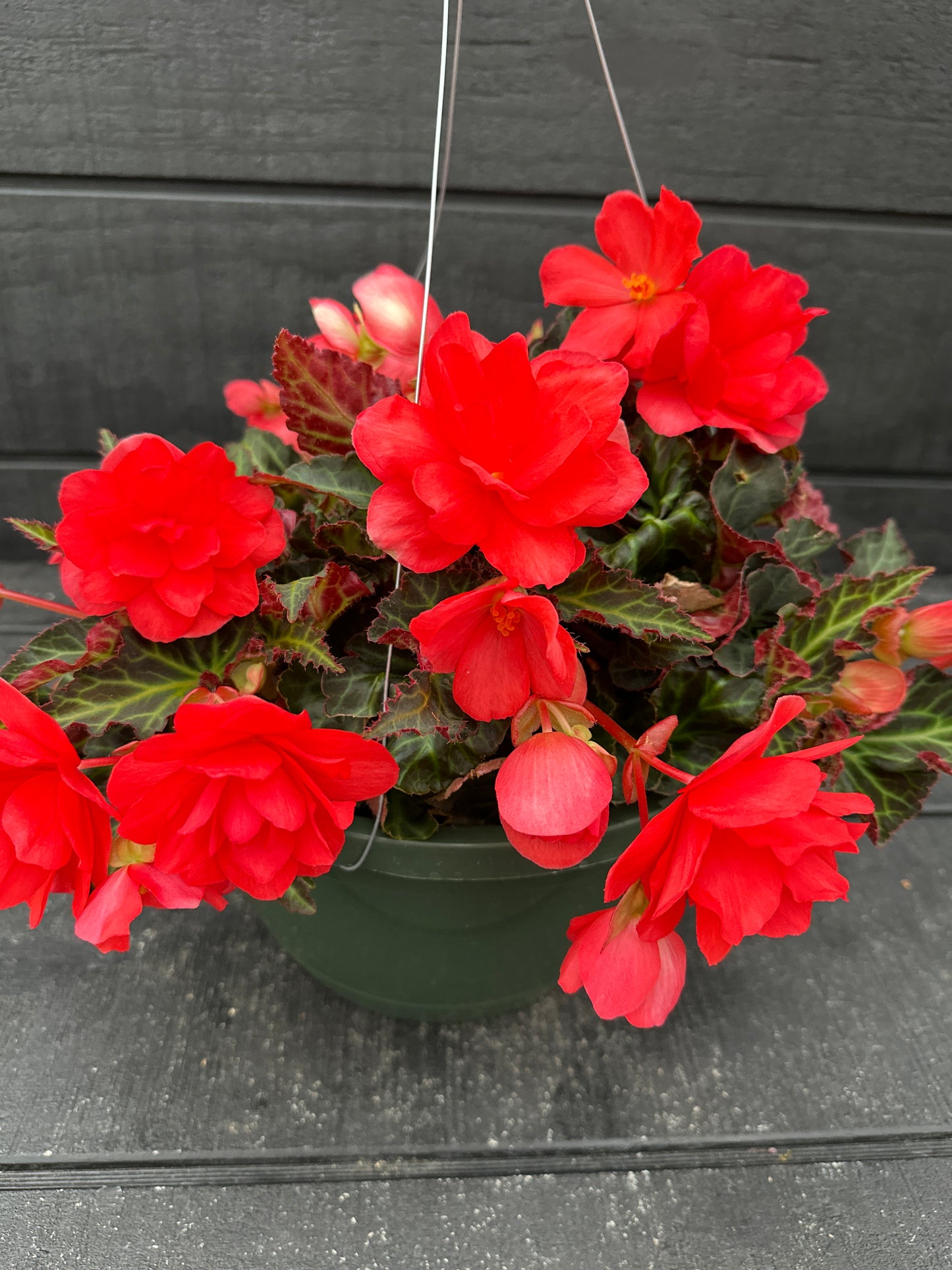 BEGONIA ICONIA MISS MALIBU - 10'' HANGING BASKET