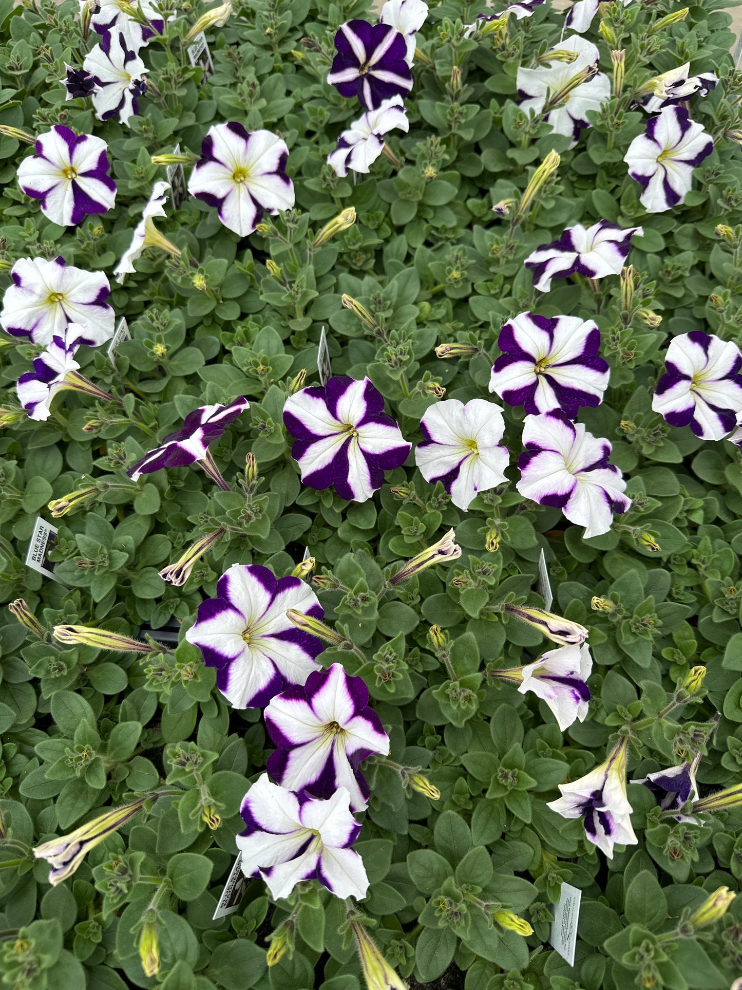 PETUNIA MADNESS BLUE STAR - FLAT OF 48 PLANTS