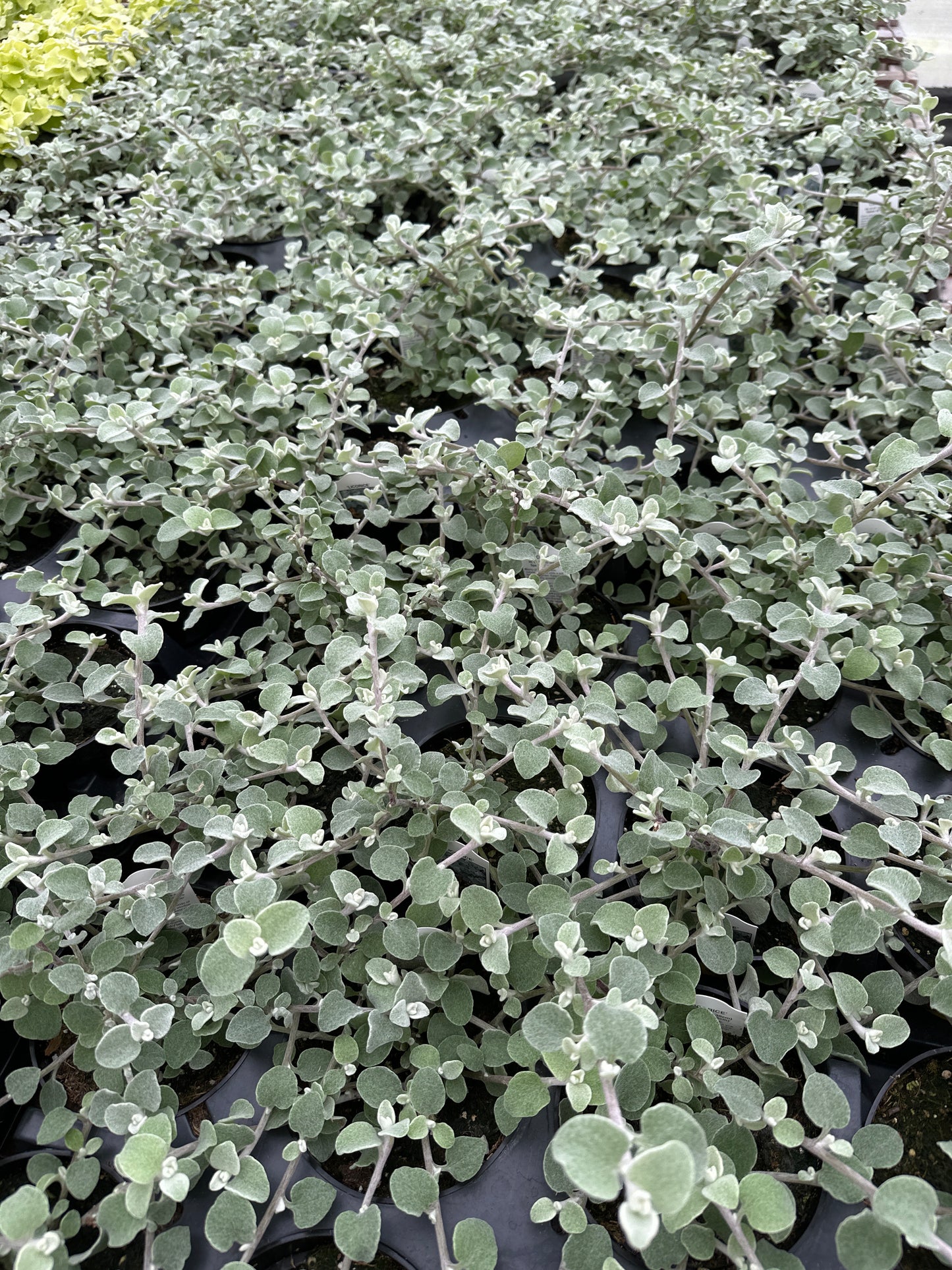 HELICHRYSUM LICORICE - 4" POT