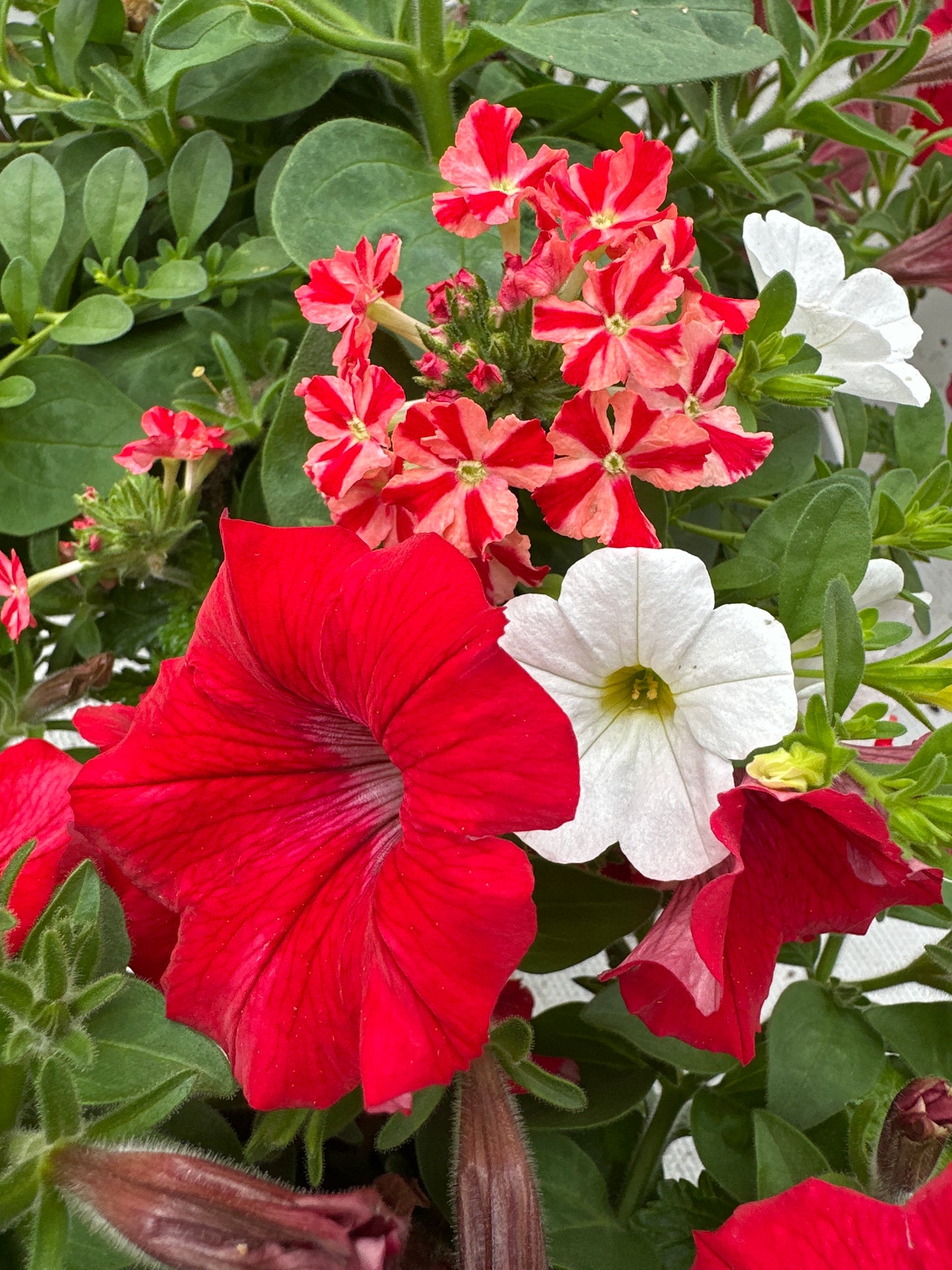 COMBO WALK OF STARS - 6'' POT