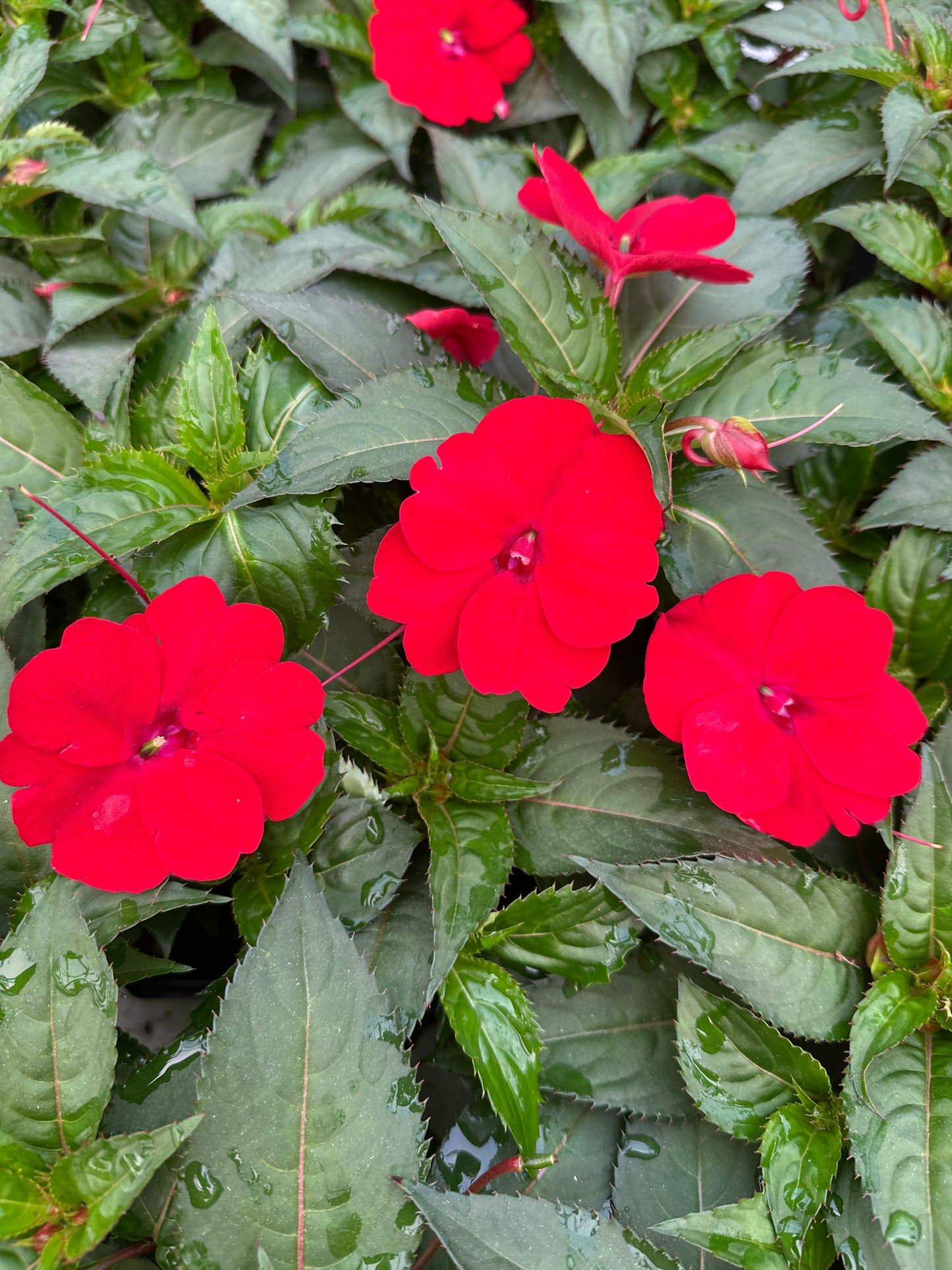 SUNPATIENS COMPACT RED - JUMBO 6 PACK
