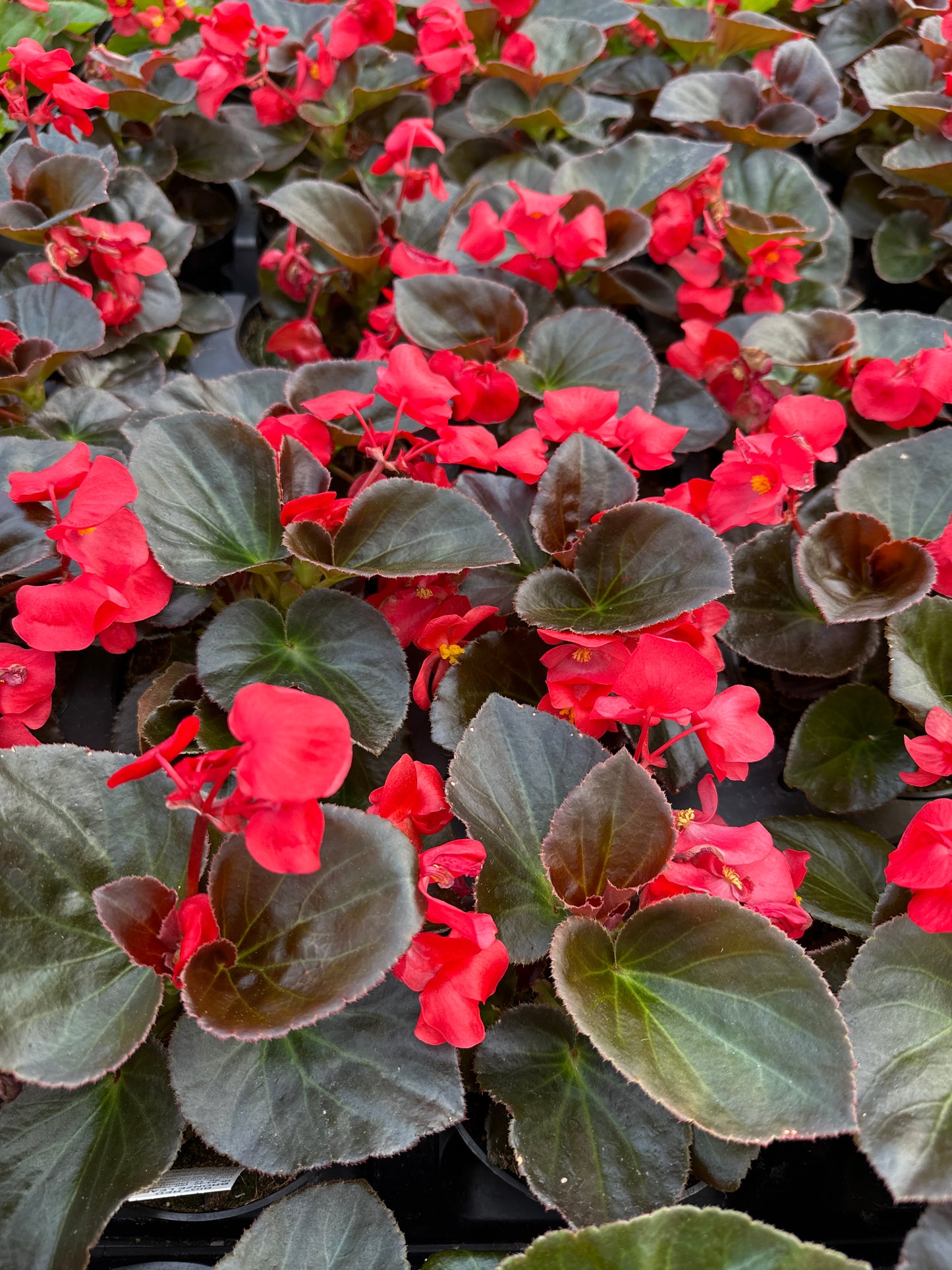 BEGONIA BIG RED BRONZE LEAF - 4" POT
