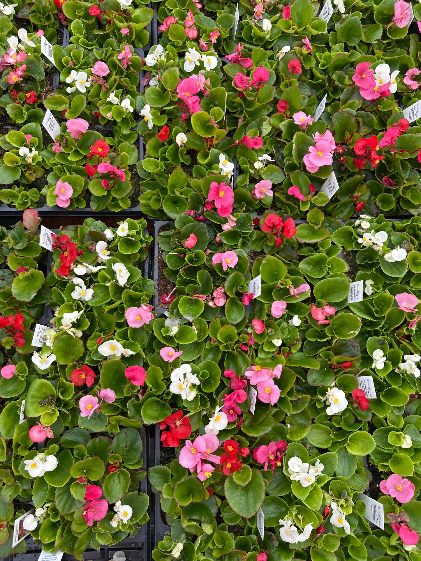 BEGONIA BADA BING MIX - FLAT OF 48 PLANTS