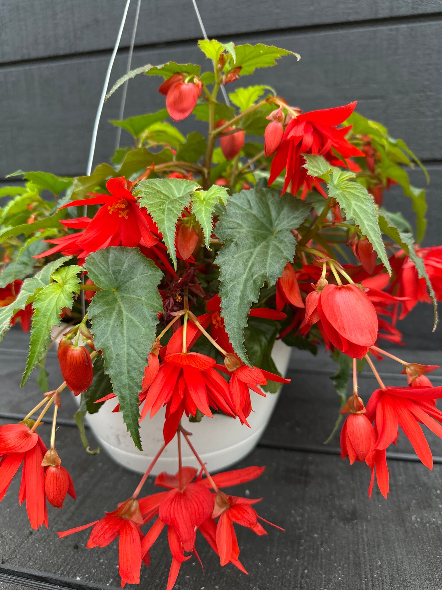 BEGONIA FUNKY ORANGE - 10" HANGING BASKET