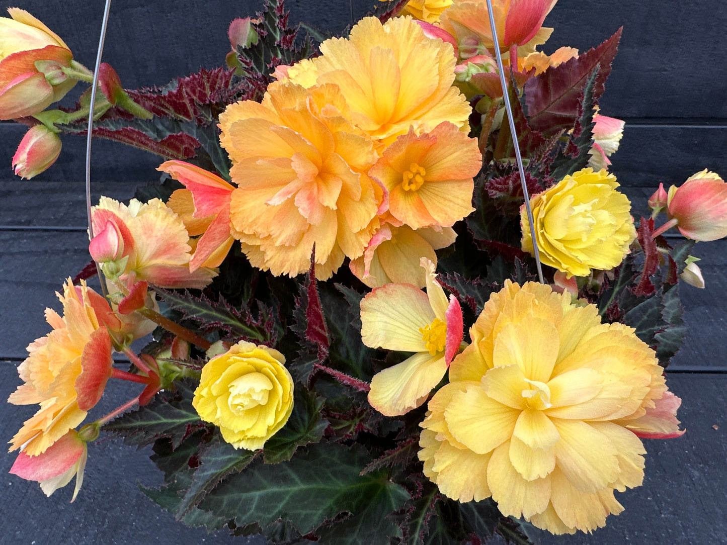 BEGONIA ICONIA PORTOFINO CITRIX - 10" HANGING BASKET
