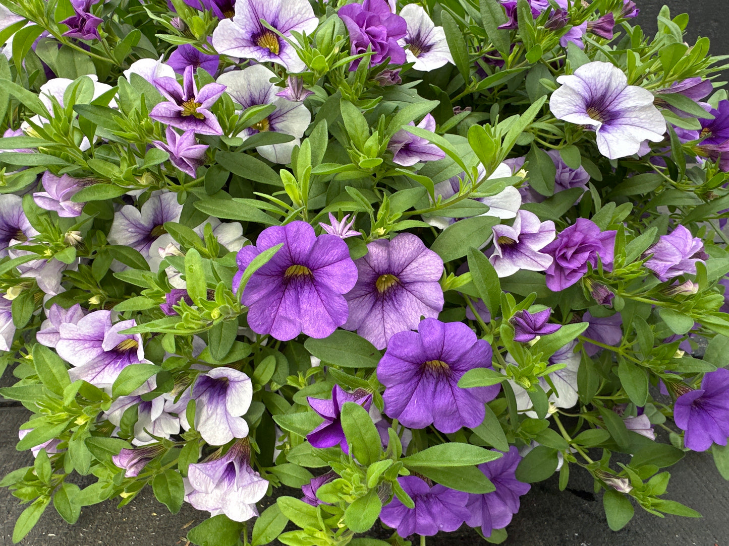 COMBO BREAK THE ICE - 10'' HANGING BASKET