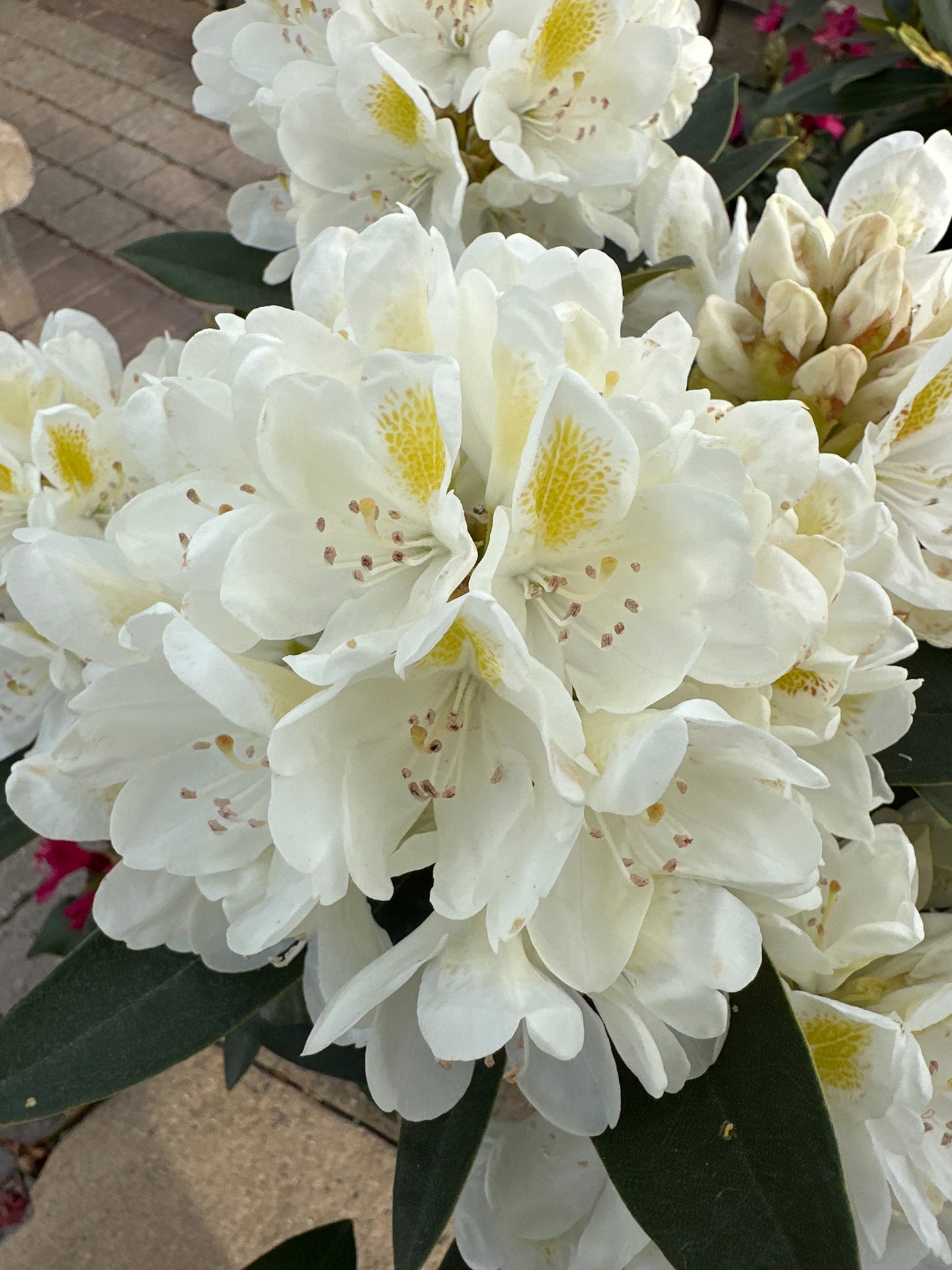 RHODODENDRON 'CHIONOIDES'