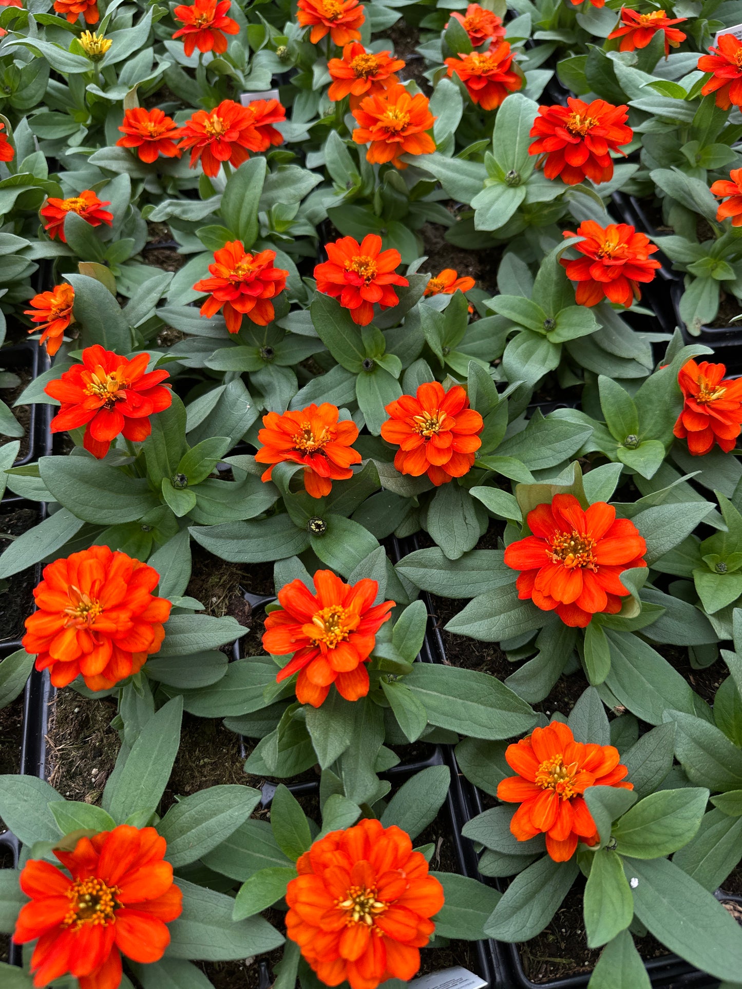 ZINNIA PROFUSION DOUBLE FIRE - JUMBO 6 PACK