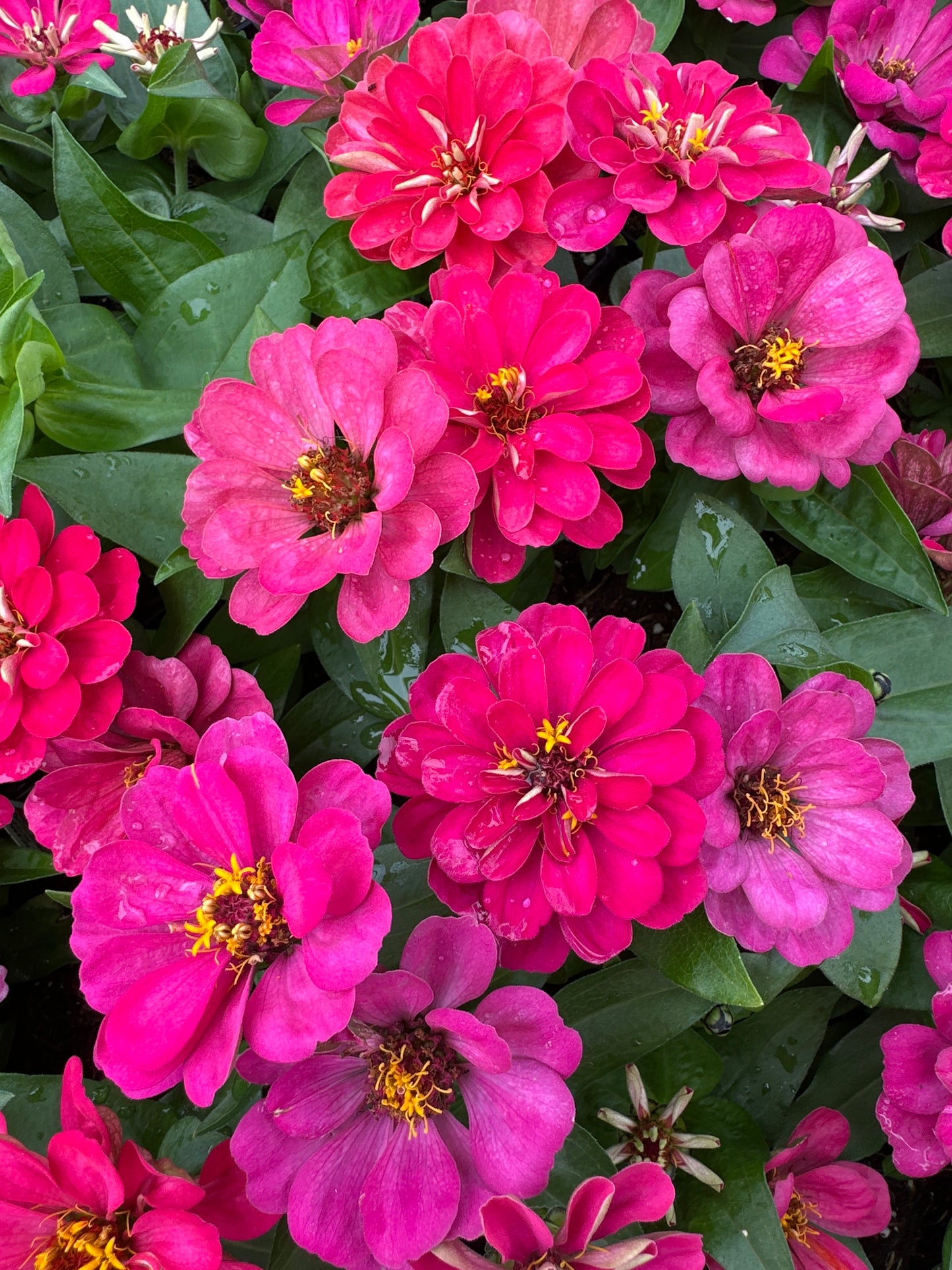 ZINNIA DREAMLAND ROSE - JUMBO 6 PACK