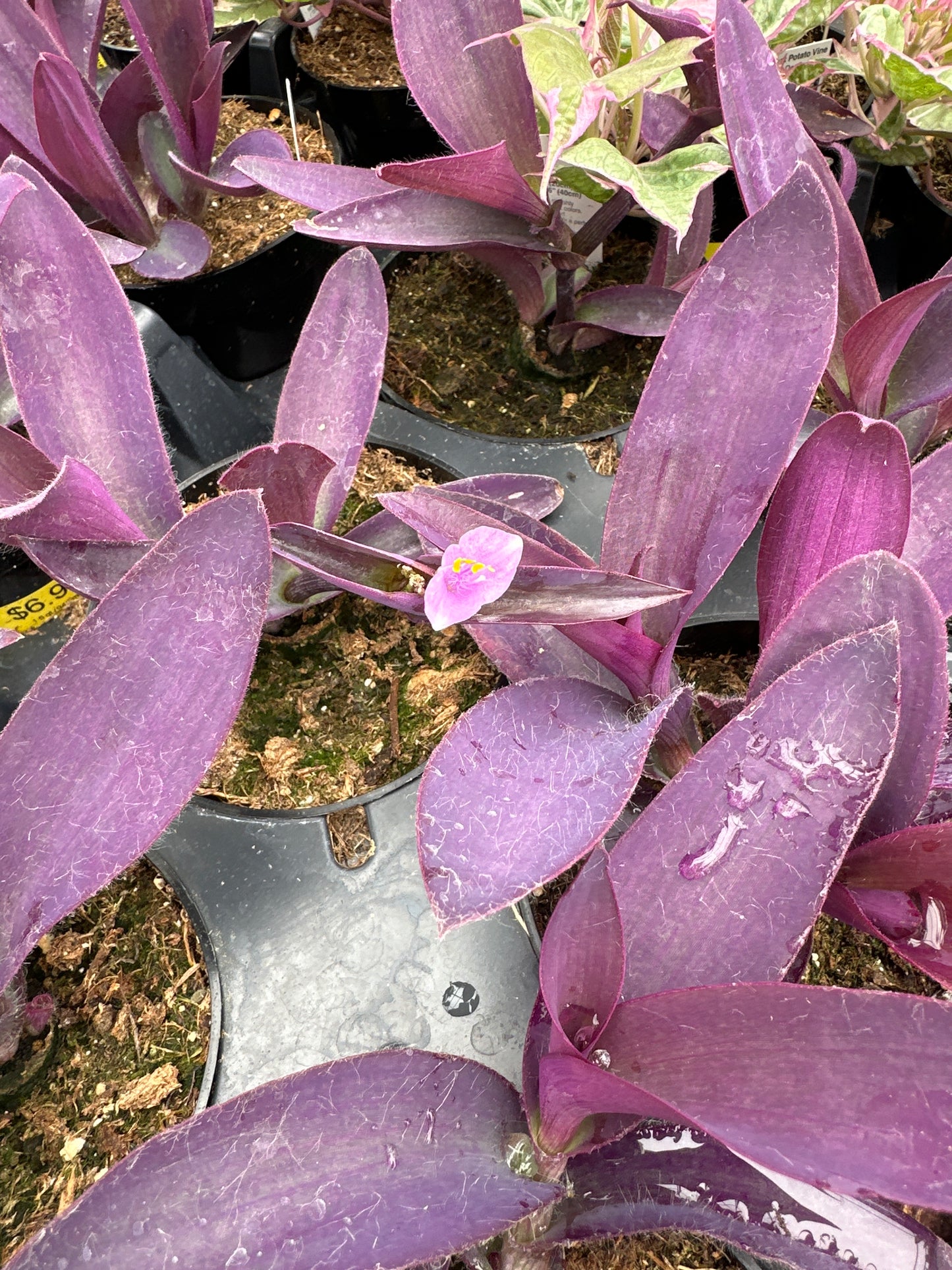 SETCREASEA PURPLE VARIEGATA - 4" POT