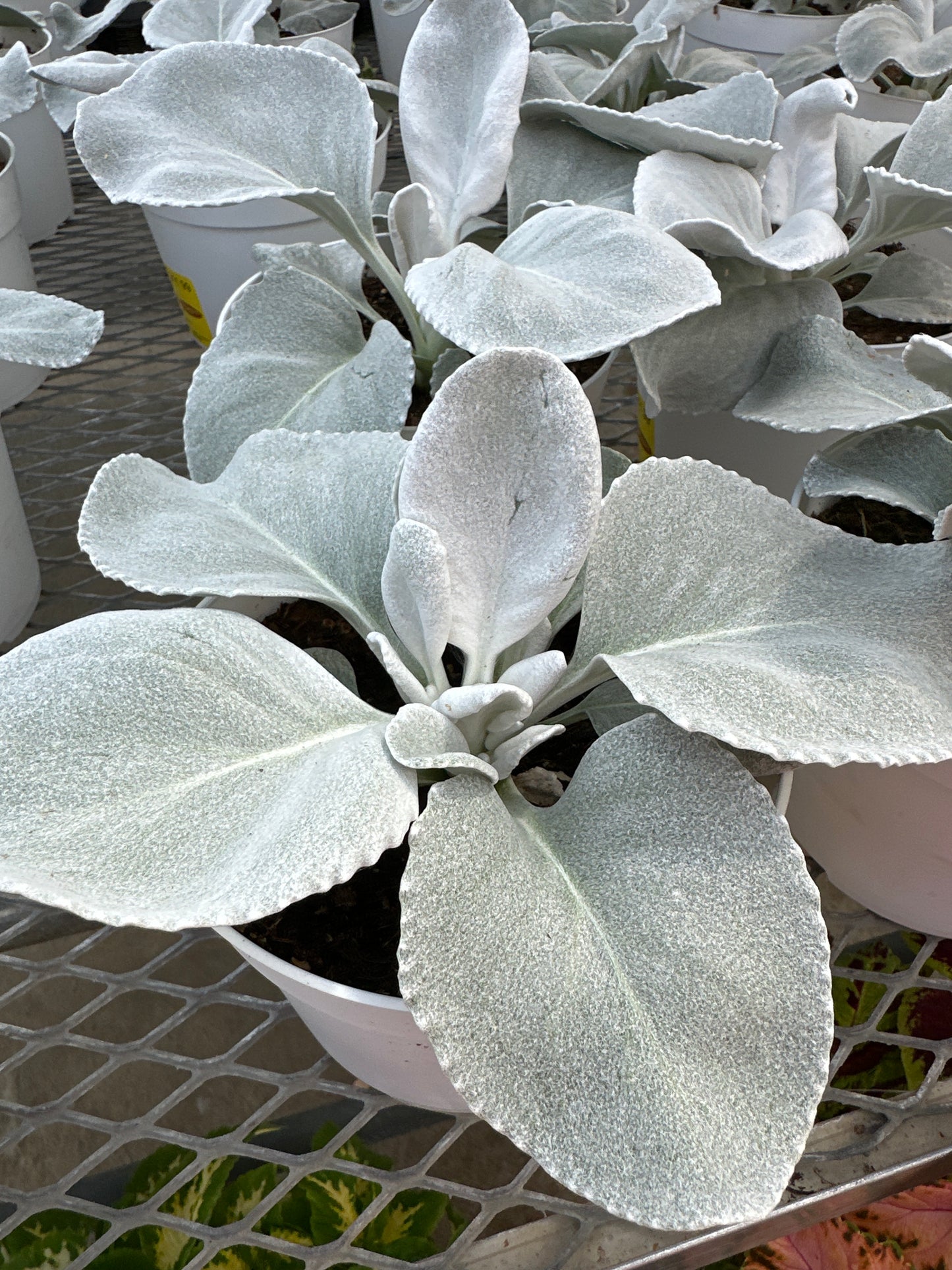 SENECIO ANGEL WINGS - 6" POT