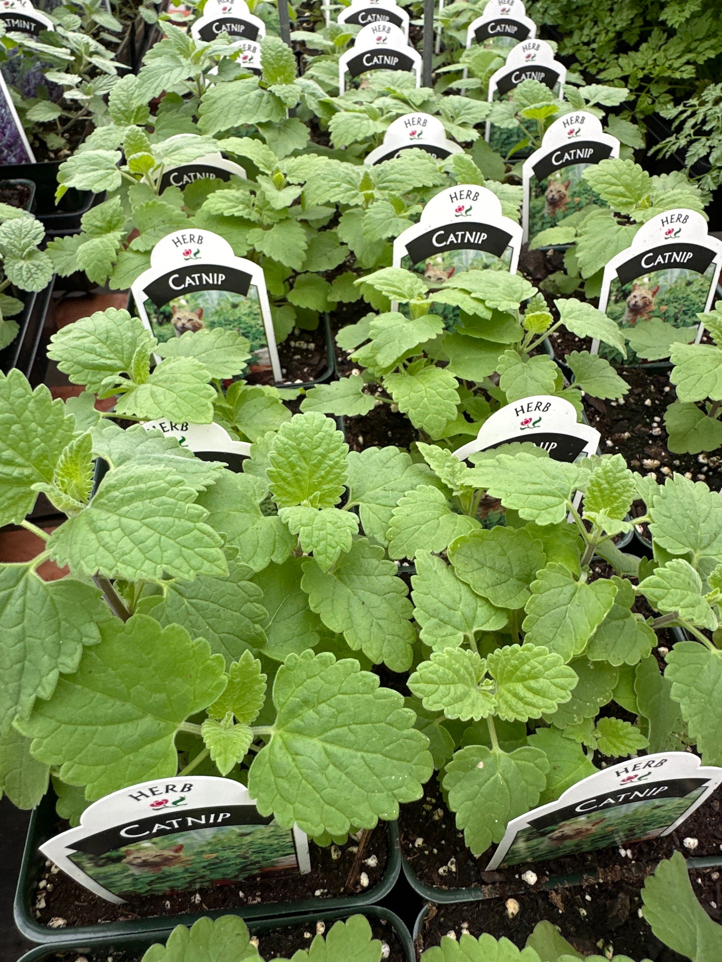 CATNIP NEPETA CATARIA - 3.5" Pot
