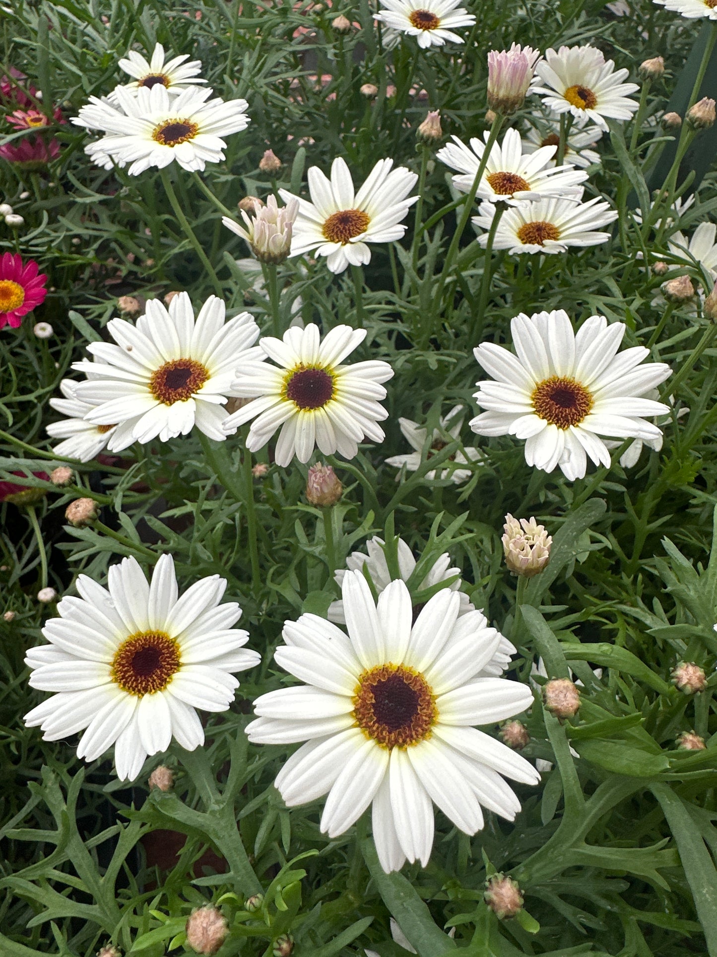 DAISY MADEIRA WHITE - 4" POT