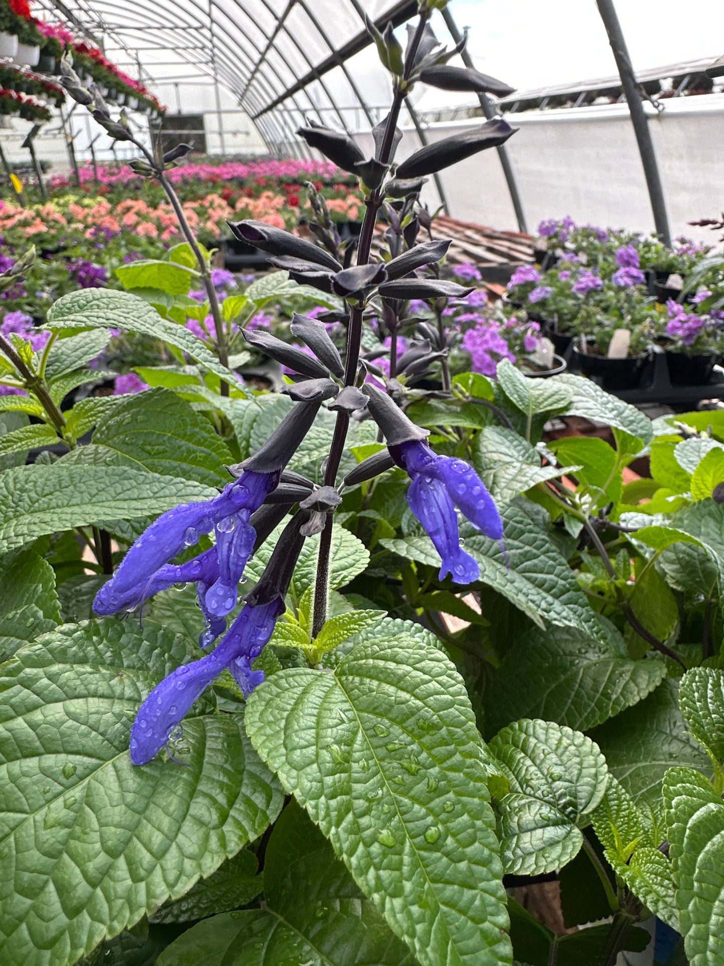 SALVIA BLACK AND BLUE - 4'' POT