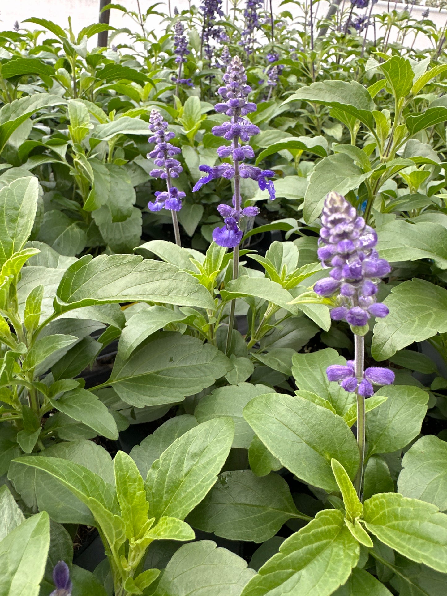 SALVIA SALLYFUN DEEP OCEAN - 4" POT