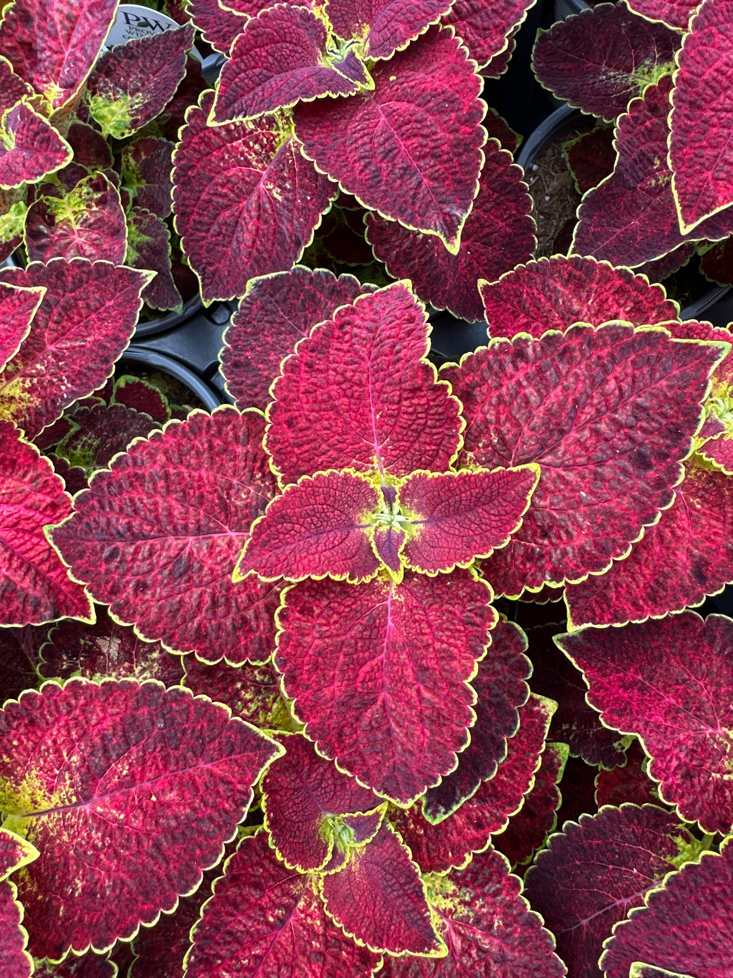 COLEUS DIPT IN WINE - QUART POT