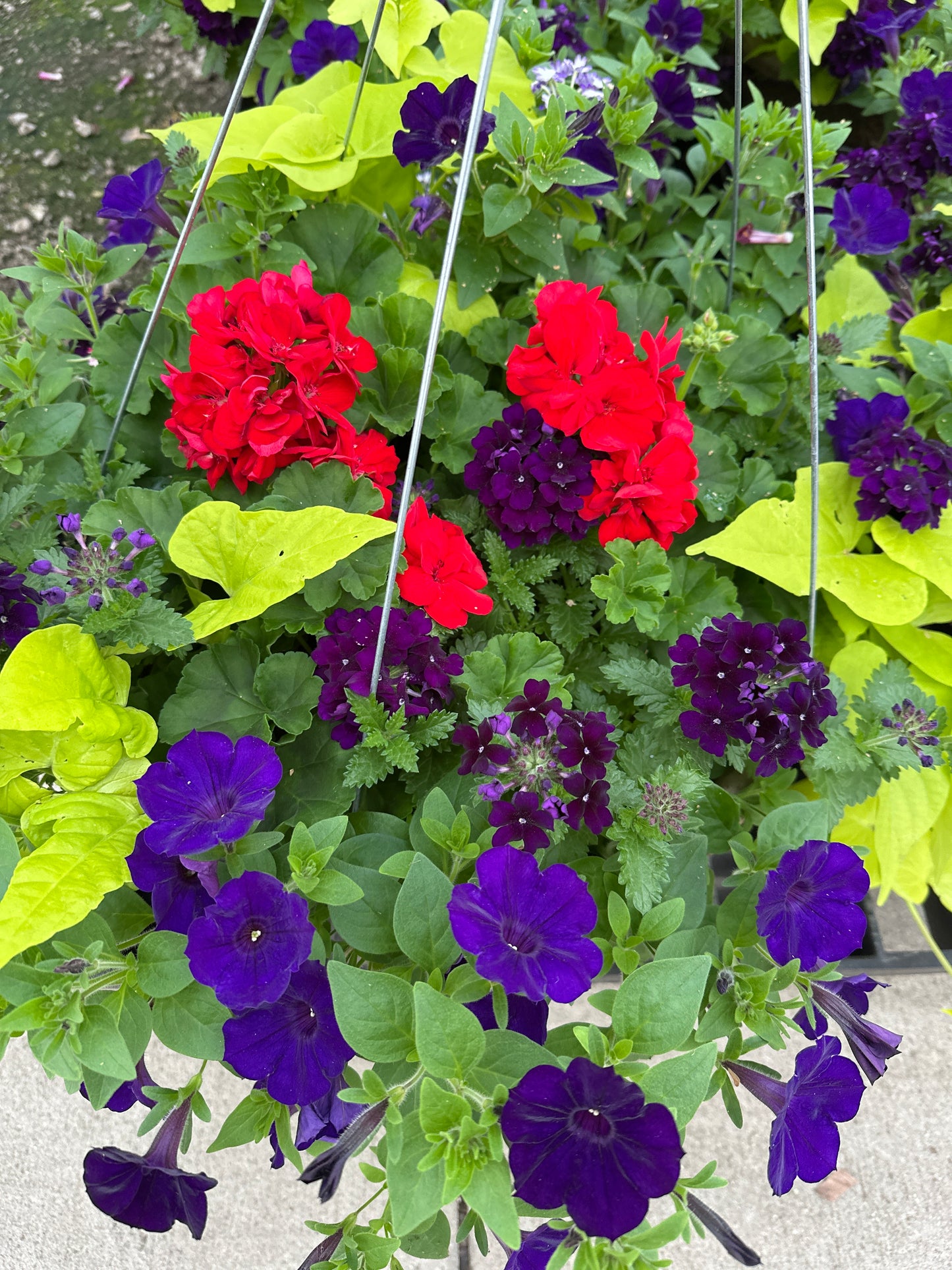 BASKET #9 - 16'' HANGING BASKET
