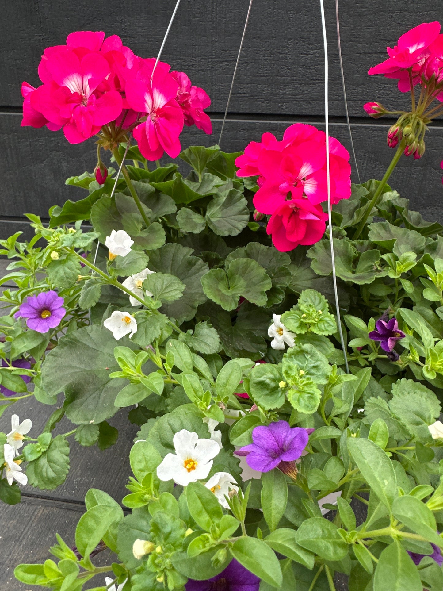 BASKET #74 - 12'' HANGING BASKET