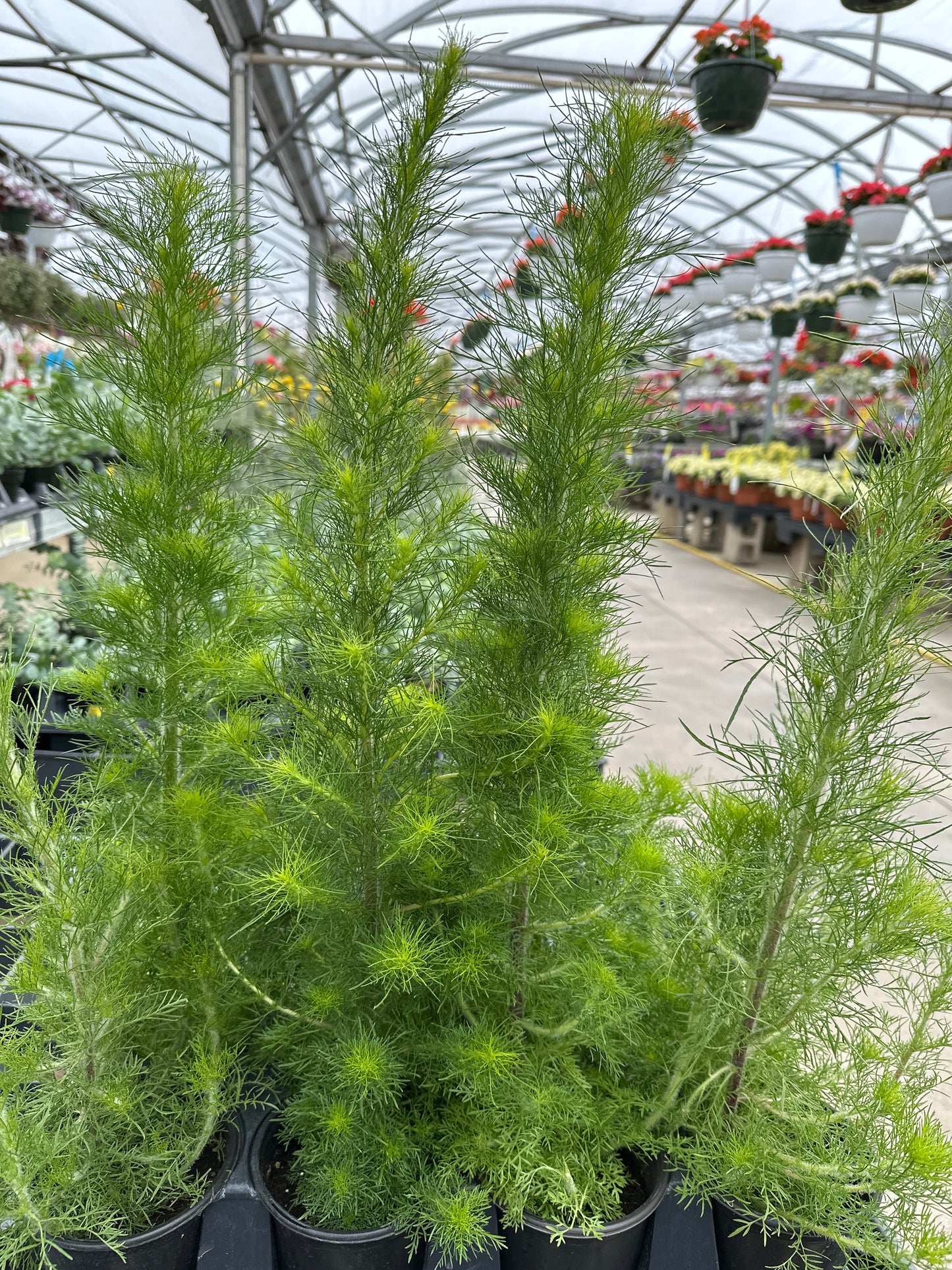 EUPATORIUM ELEGANT FEATHERS - QUART POT