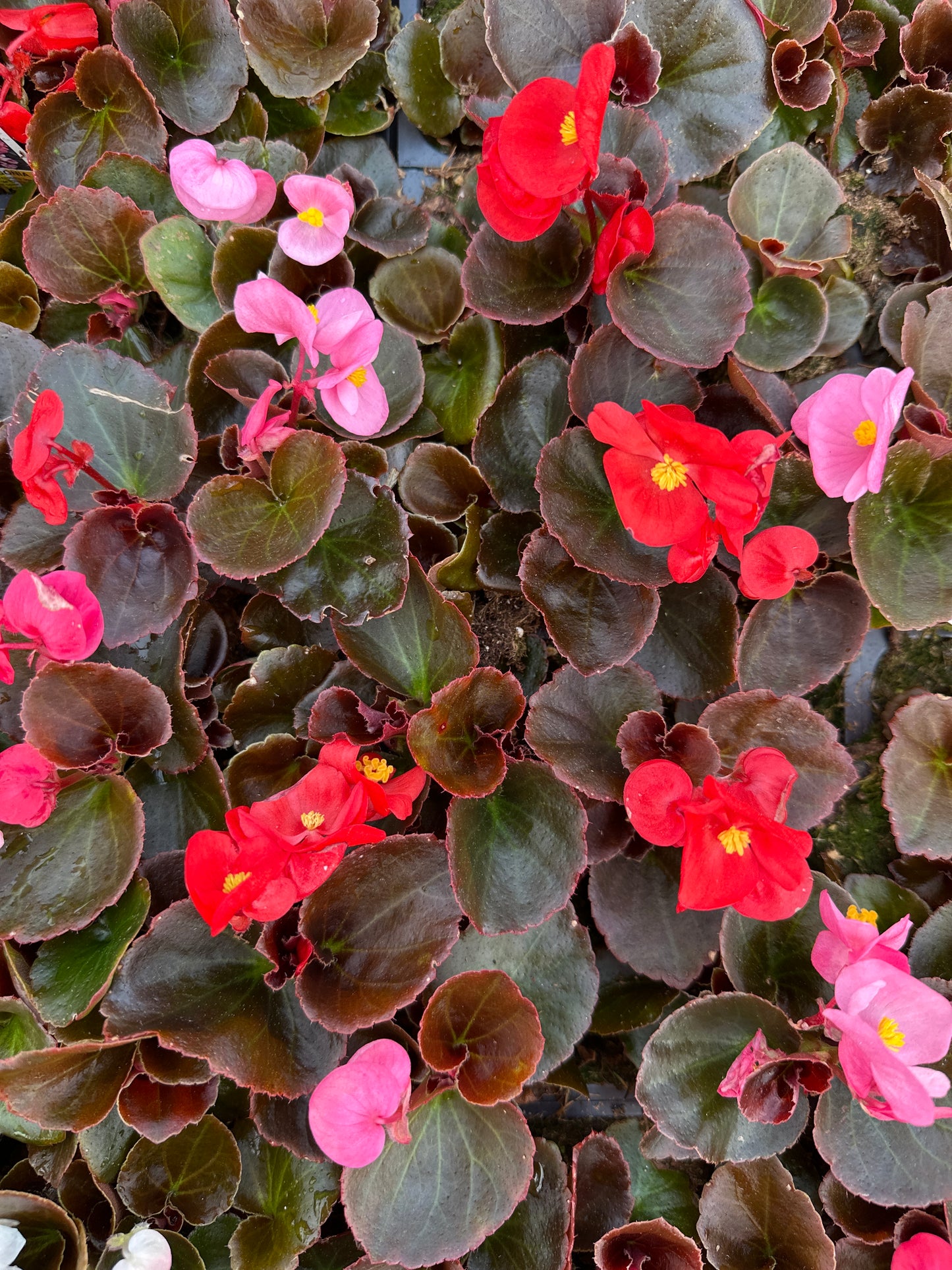 BEGONIA BADA BOOM MIX - FLAT OF 48 PLANTS