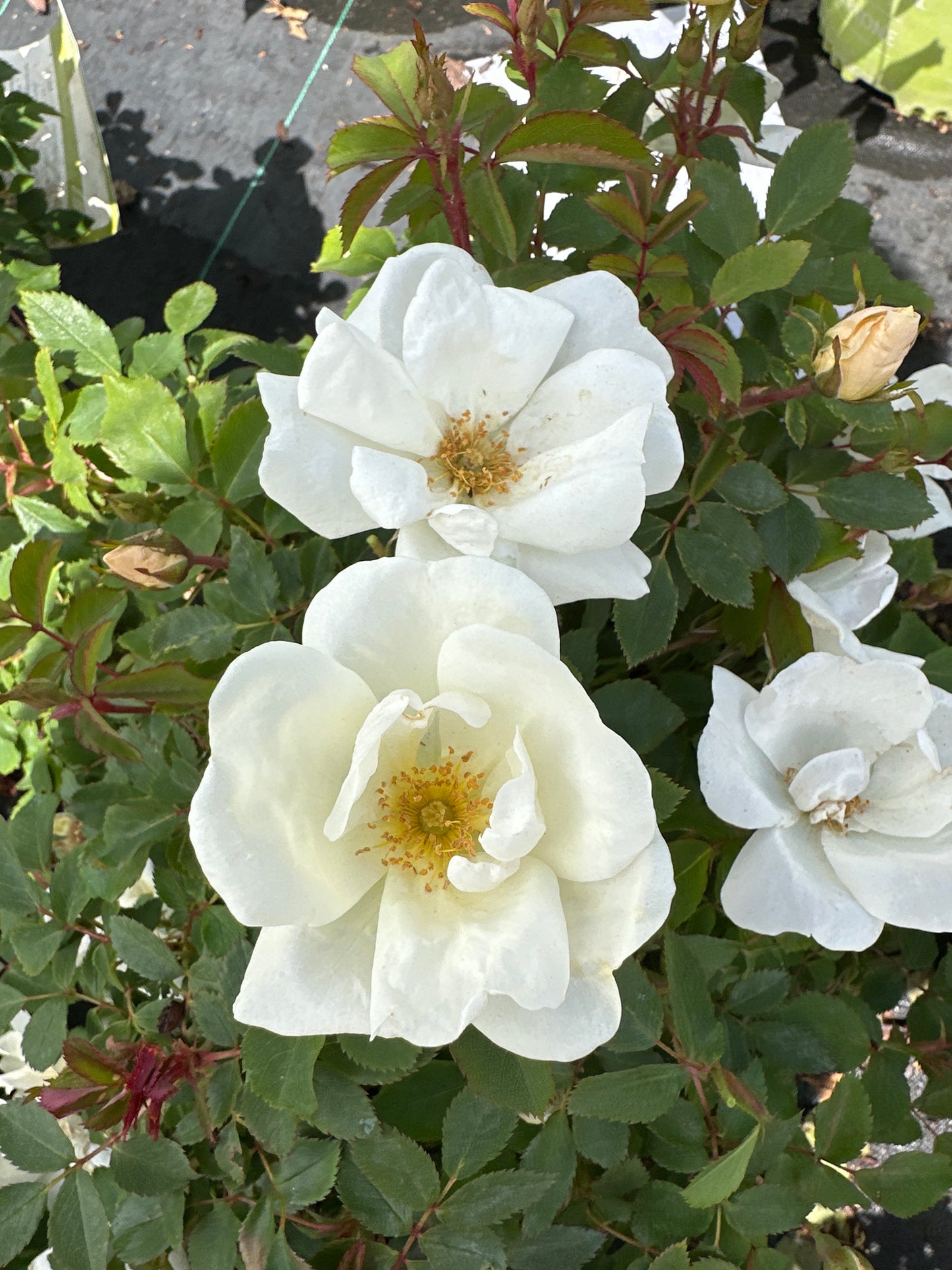 ROSE KO White Knock Out
