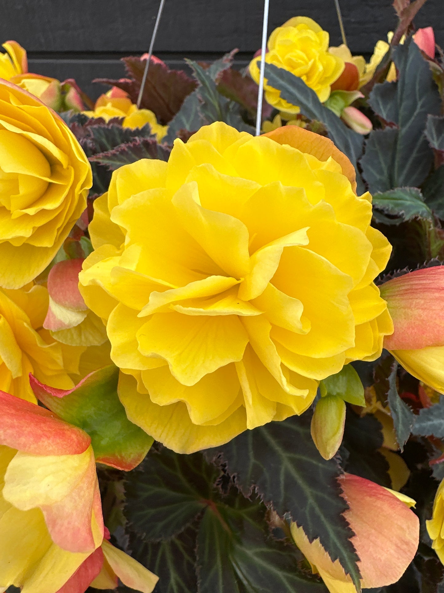 BEGONIA ICONIA PORTOFINO YELLOW - 10'' HANGING BASKET