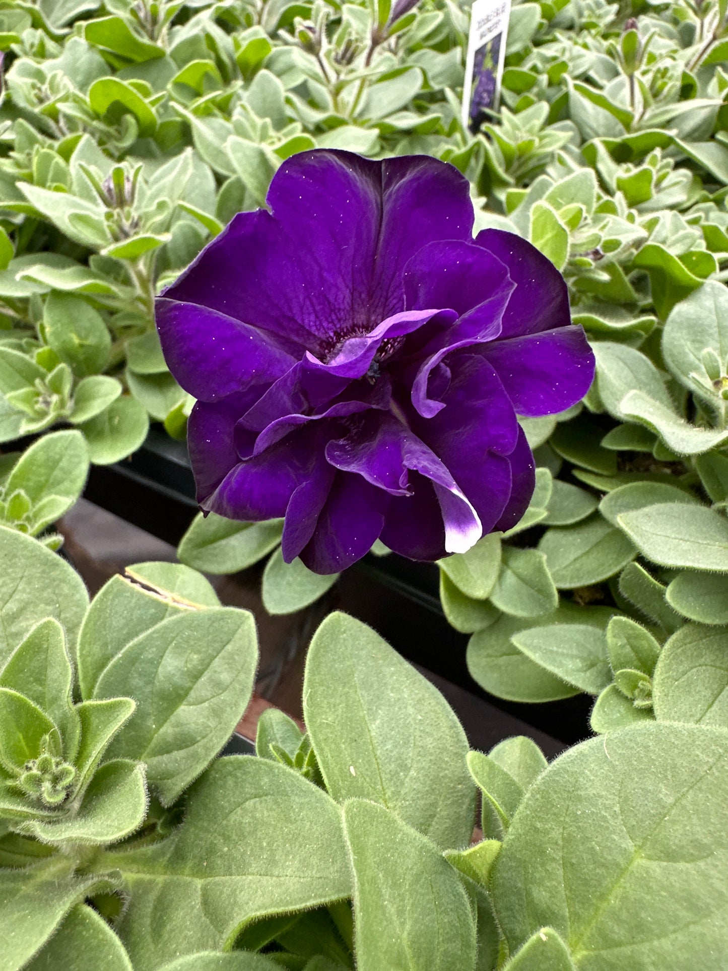PETUNIA DOUBLE MADNESS BLUE - FLAT OF 48 PLANTS