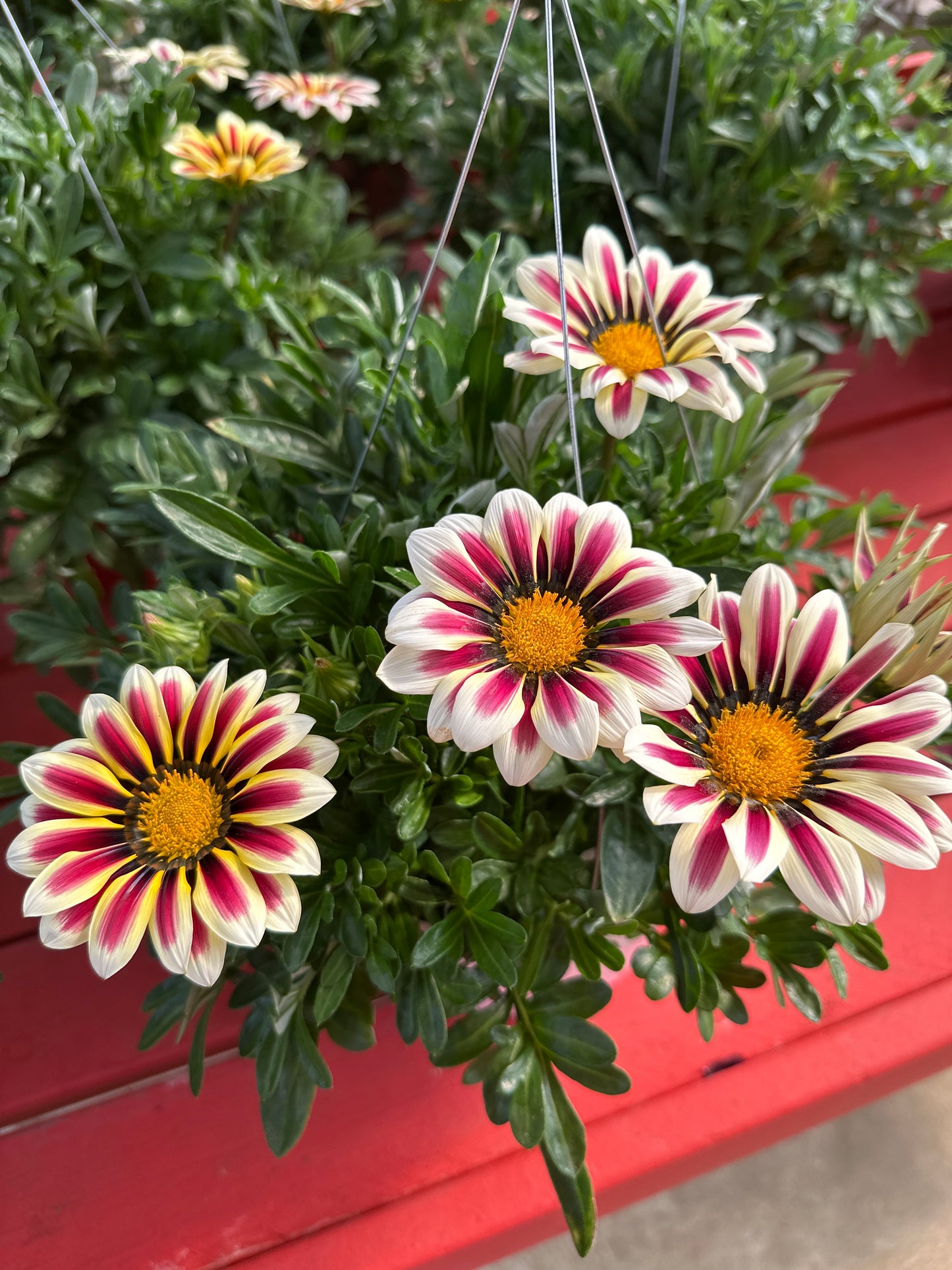 GAZANIA BIG KISS WHITE FLAME - 8" HANGING BASKET