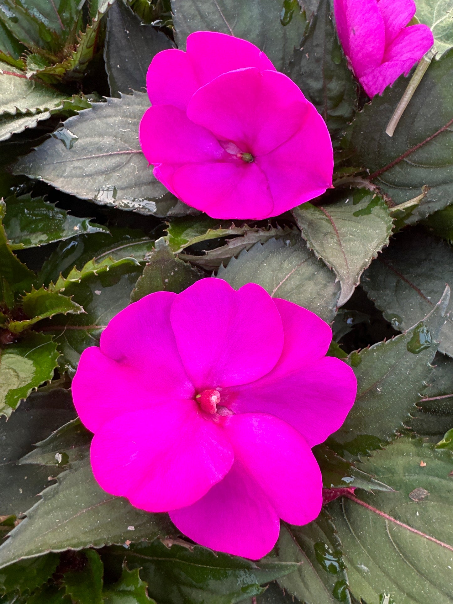 SUNPATIENS COMPACT PURPLE - JUMBO 6 PACK