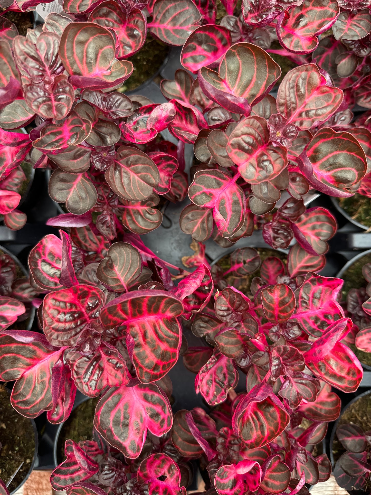 IRESINE PAINTED BLOODLEAF - 4" POT