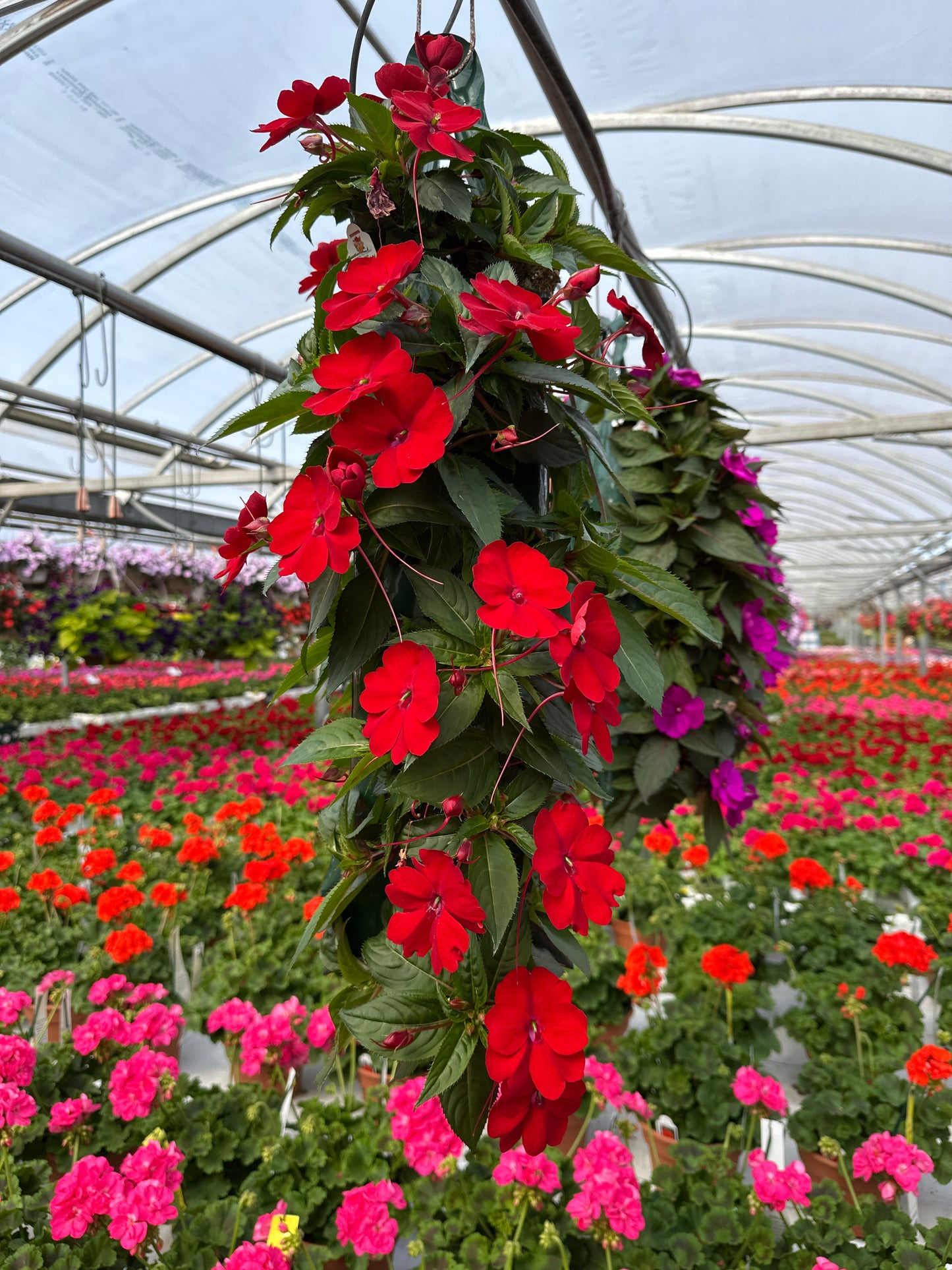 SUNPATIENS COMPACT RED - FLOWER BAG