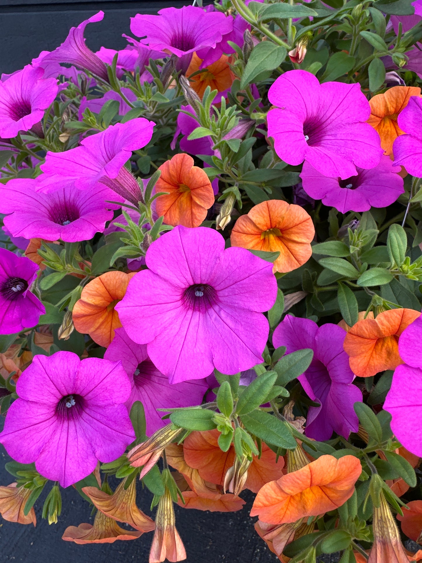 COMBO NIGHTINGALE - 12" HANGING BASKET