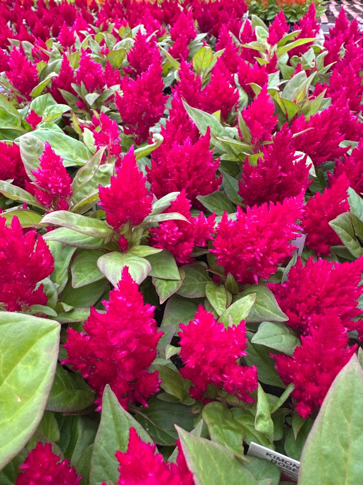 CELOSIA KIMONO ROSE - FLAT OF 48 PLANTS