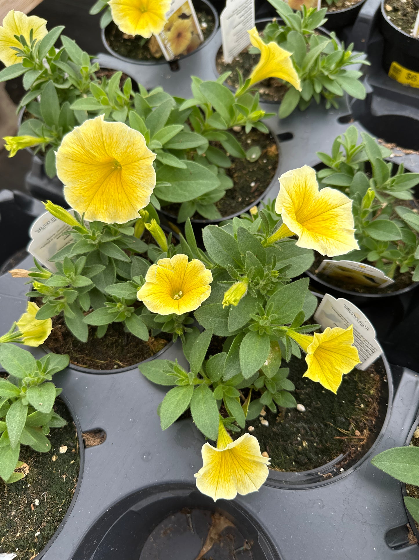 PETUNIA BEE'S KNEES - 4" POT