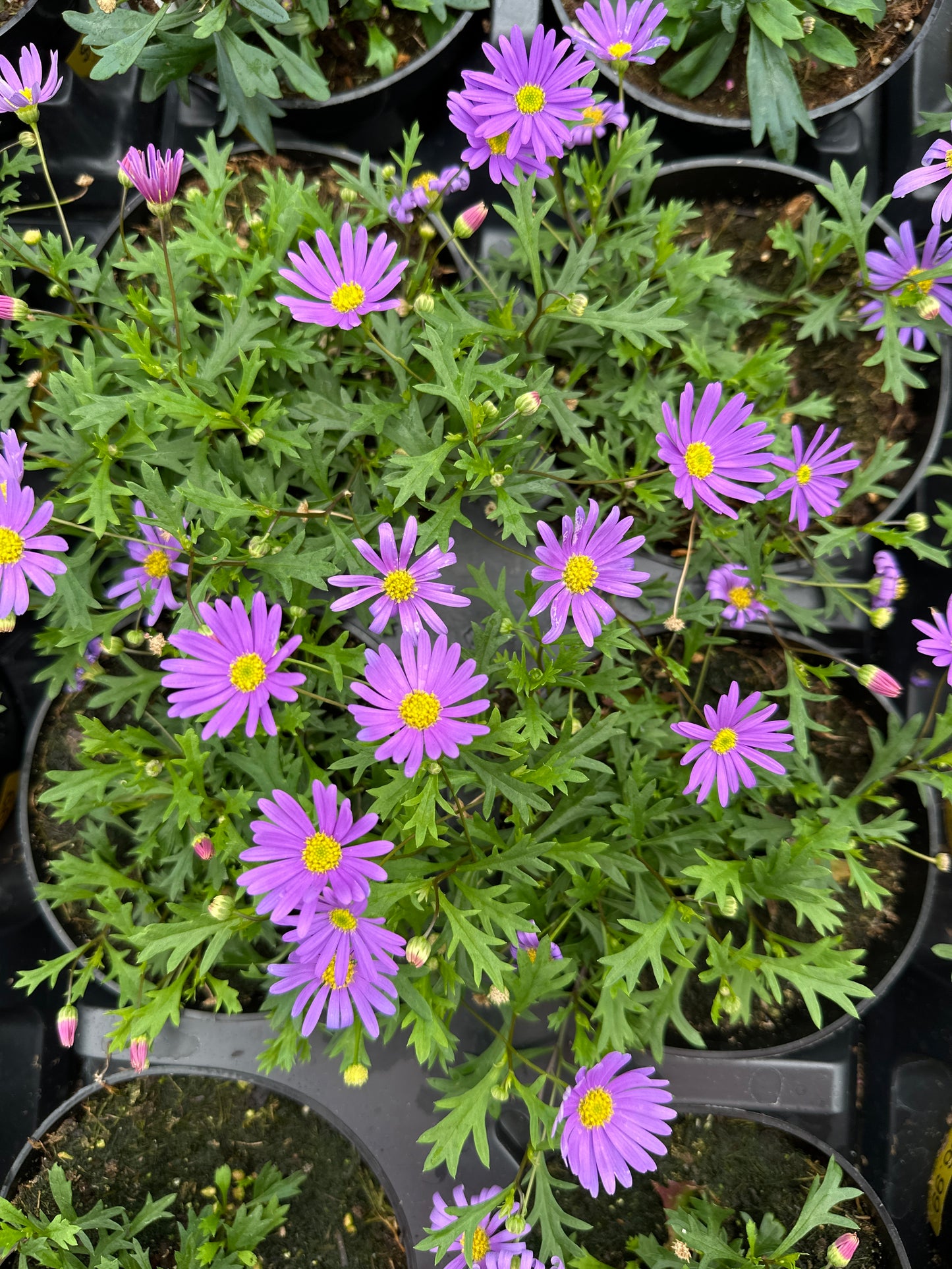 BRACHYSCOME BRASCO VIOLET - 4'' POT