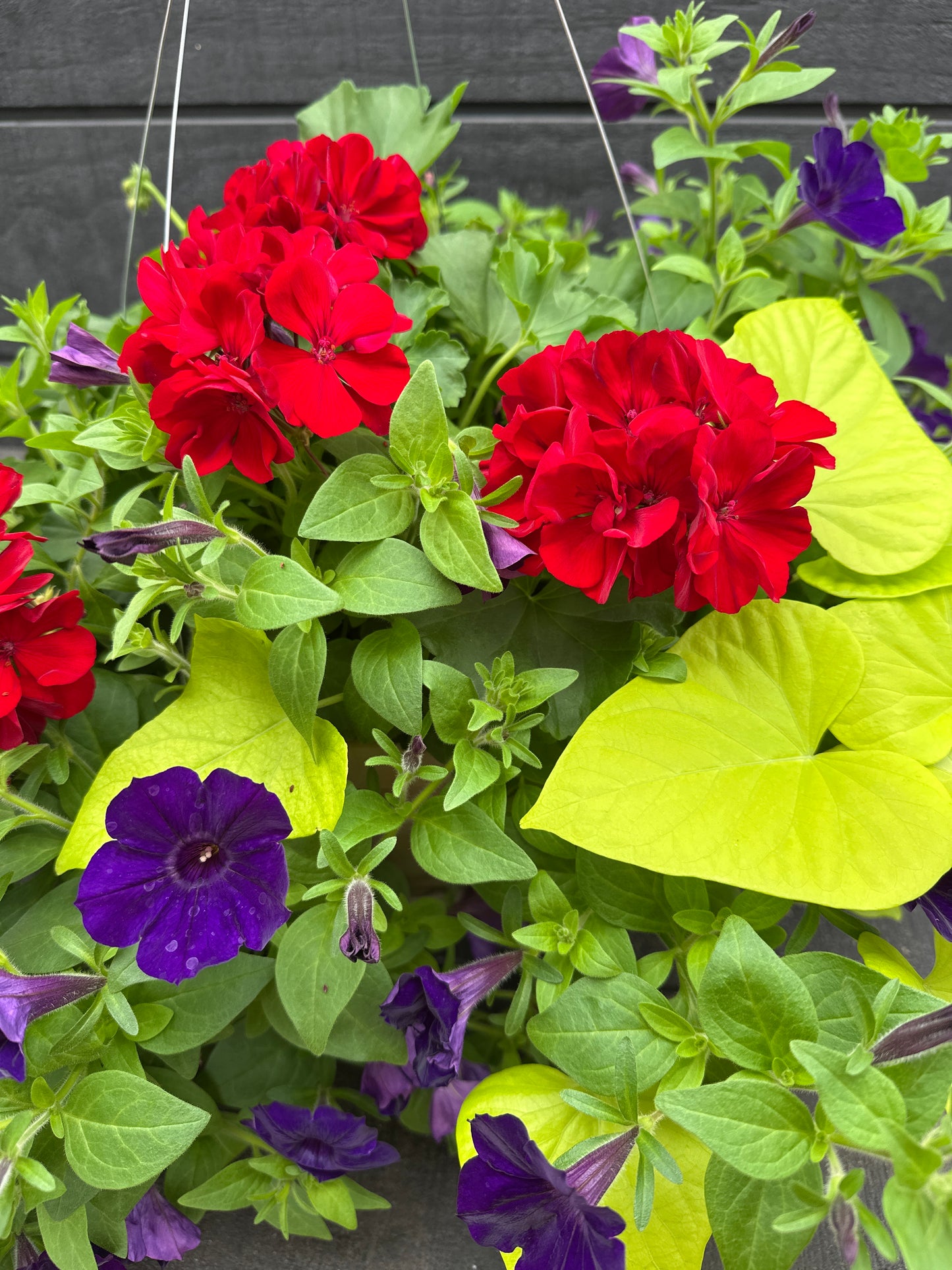 BASKET #67 - 12'' HANGING BASKET
