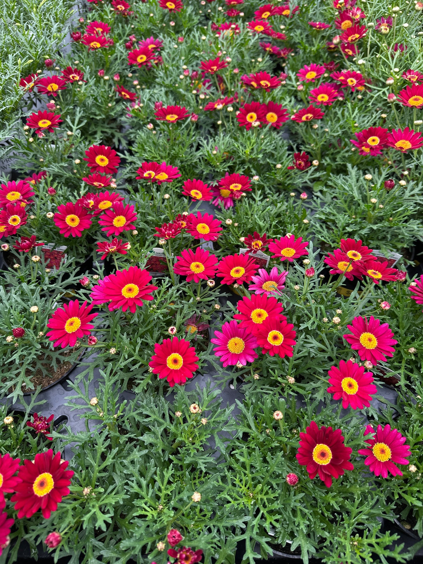 DAISY LOLLIES BERRY GUMMY - 4" POT