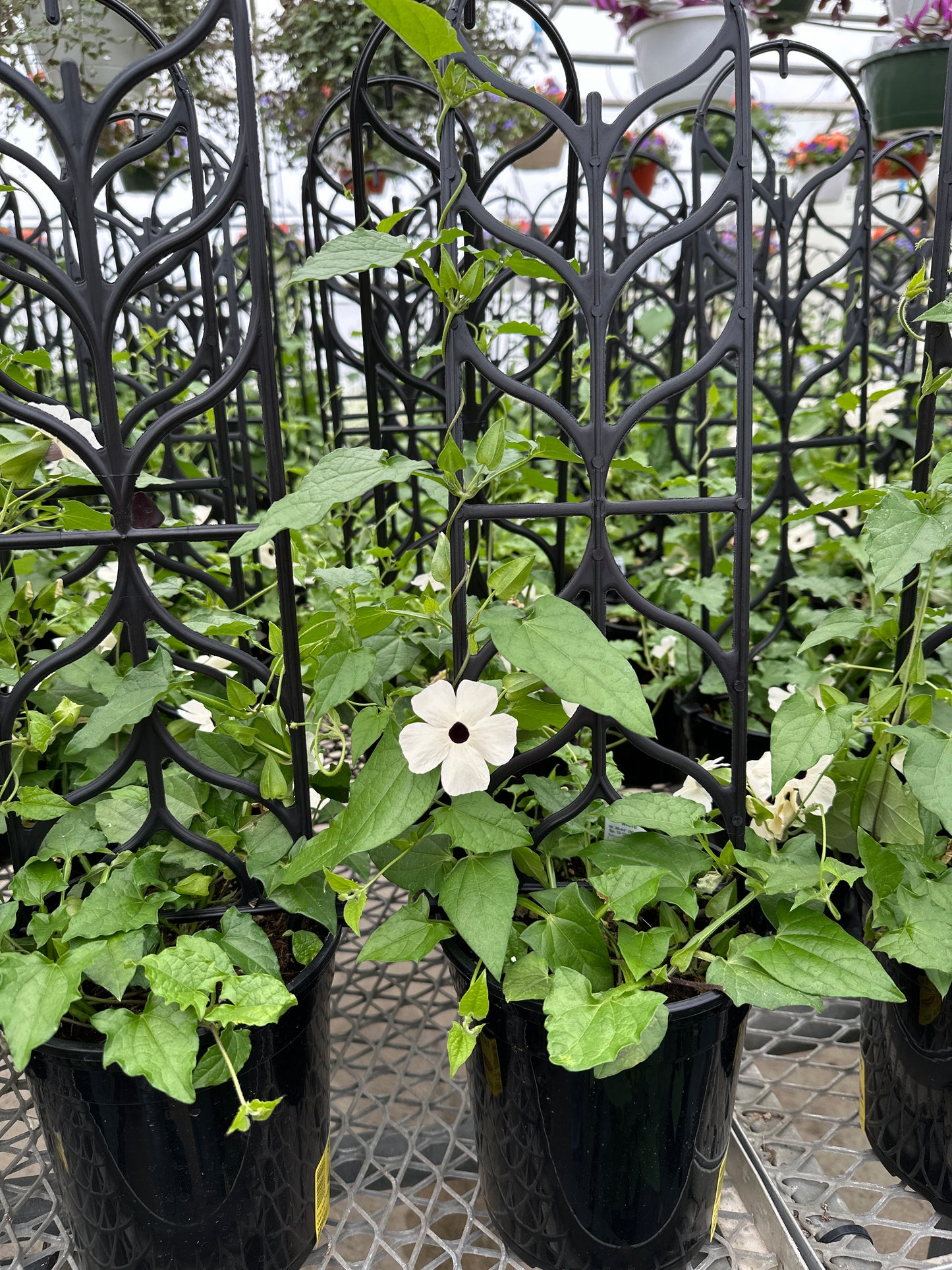 THUNBERGIA POWER TOWER WHITE - 1 GALLON WITH TRELLIS