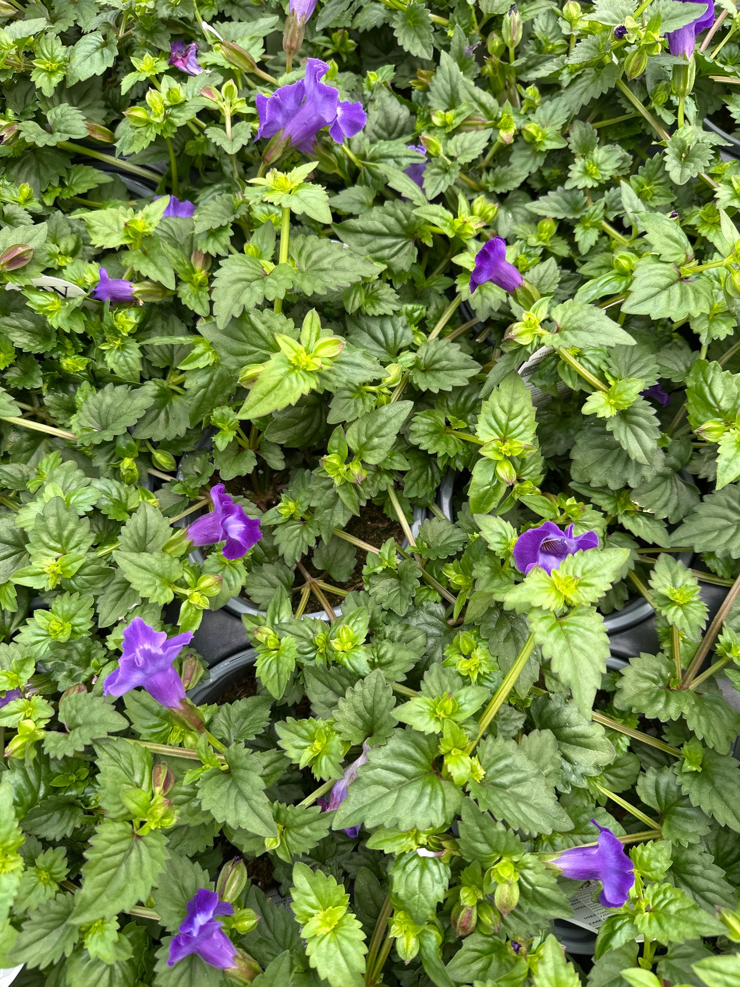 TORENIA SUMMER WAVE LARGE VIOLET - QUART POT