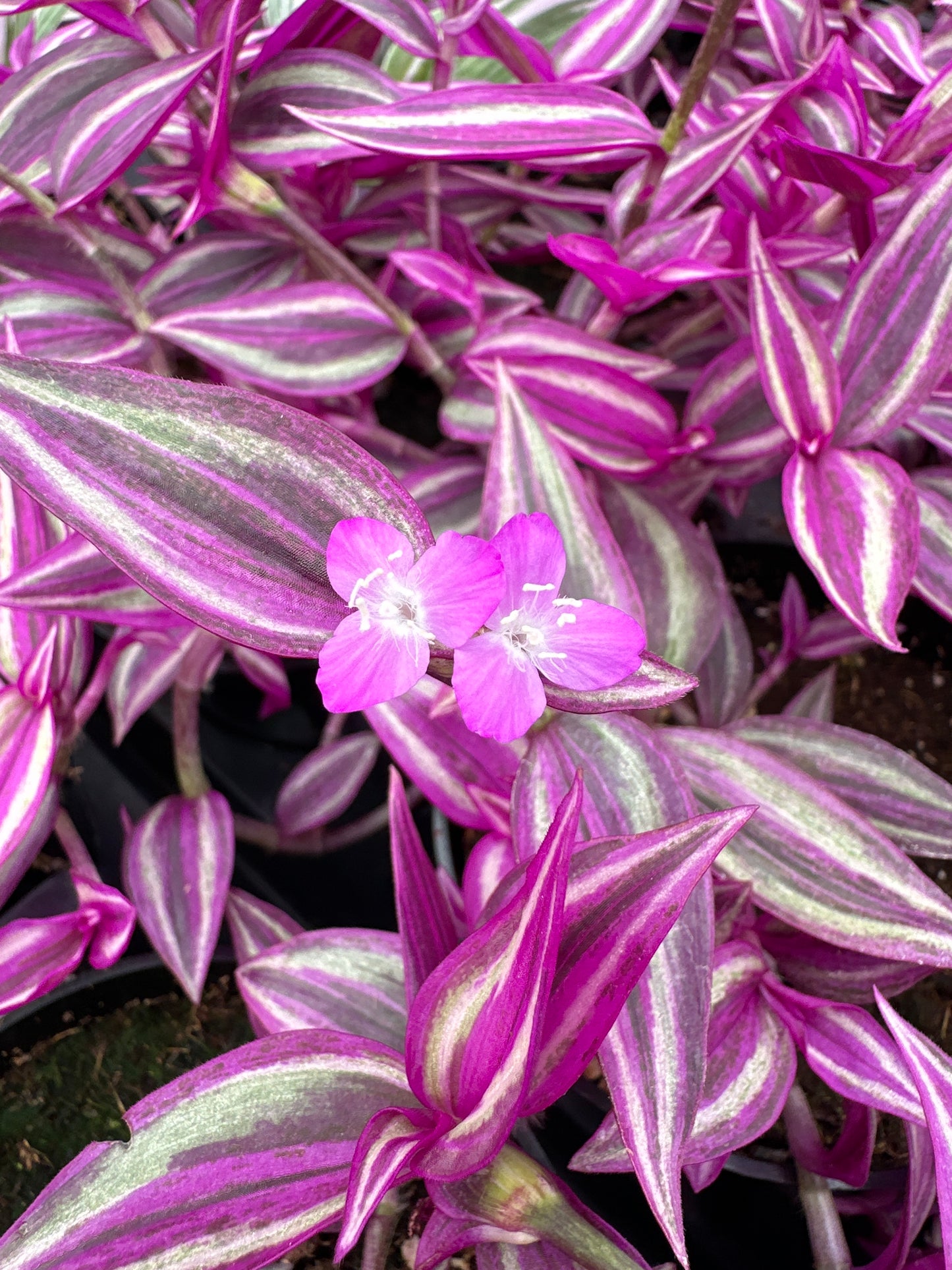 TRADESCANTIA PINK PARADISE - 4'' POT