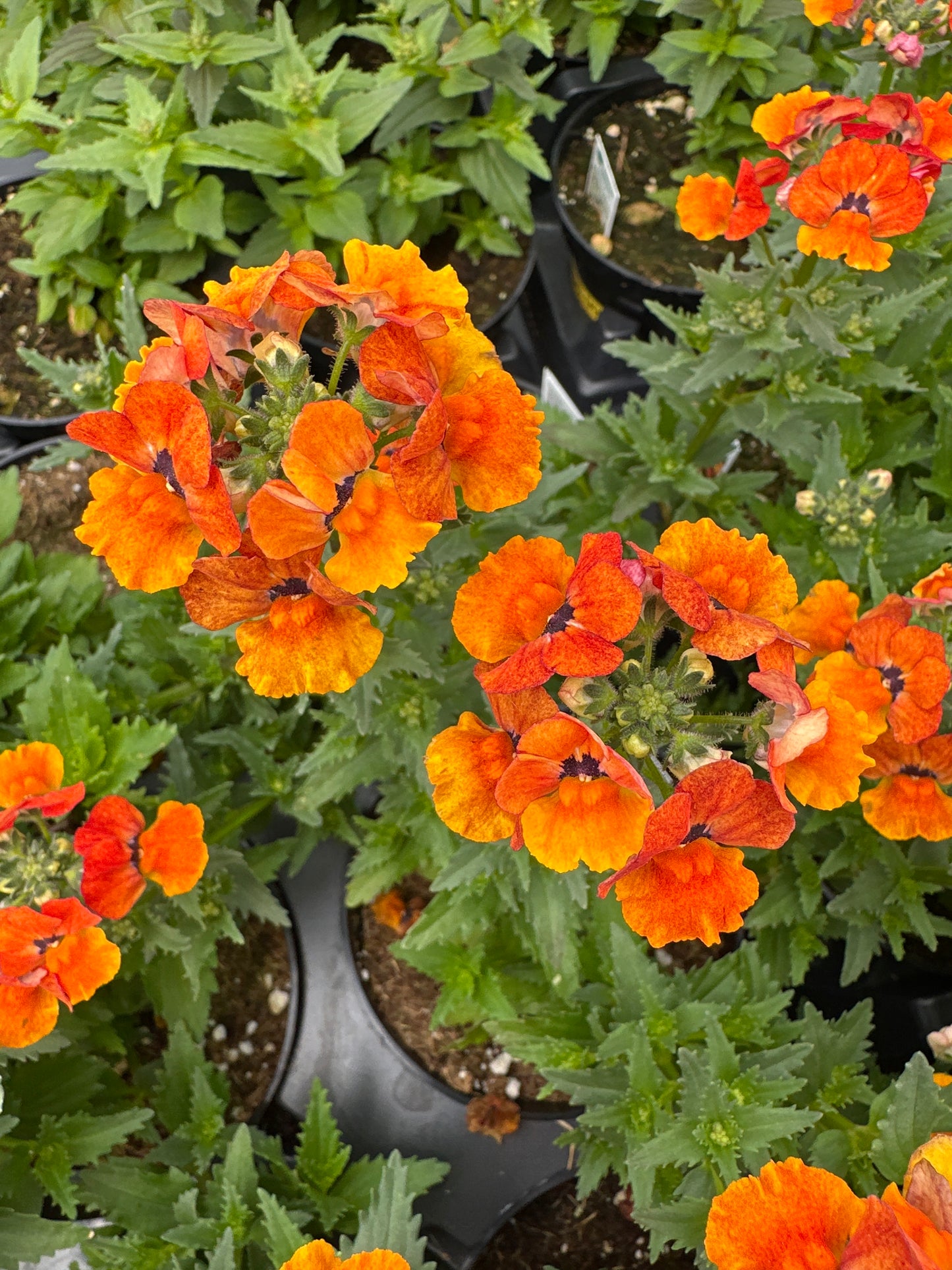 NEMESIA NESIA TANGERINE - 4" POT