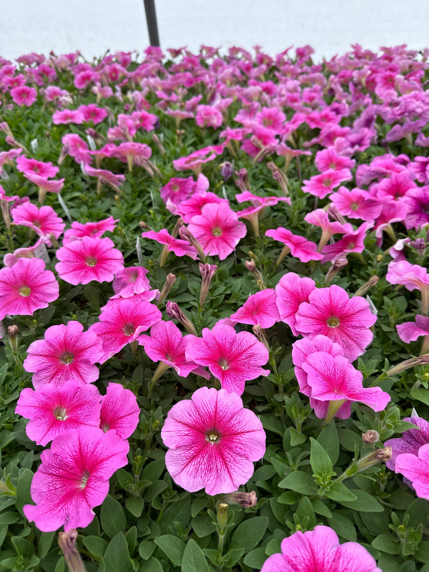 PETUNIA MADNESS SHEER - FLAT OF 48 PLANTS