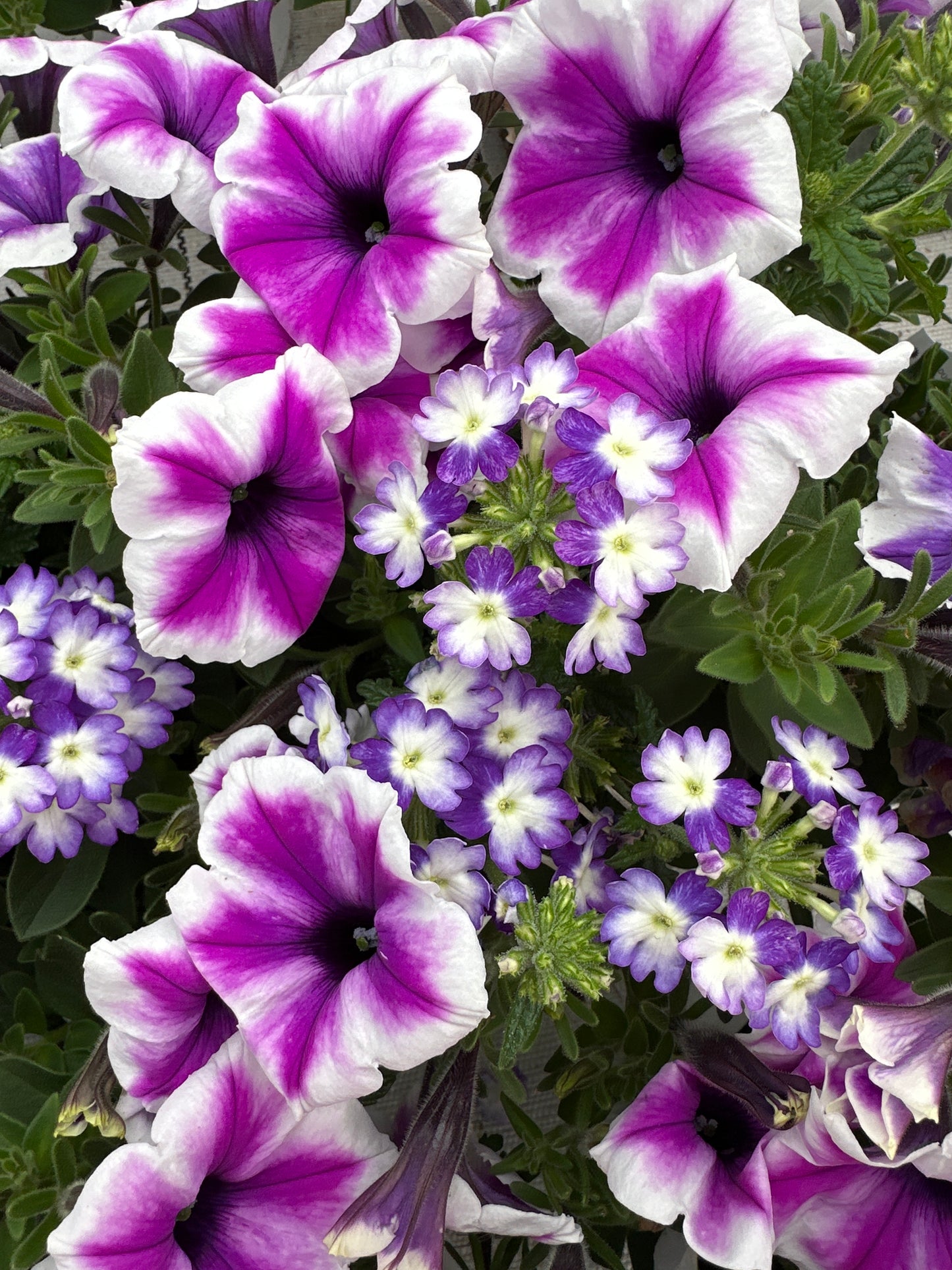 COMBO WALK IN THE CLOUDS - 6" POT