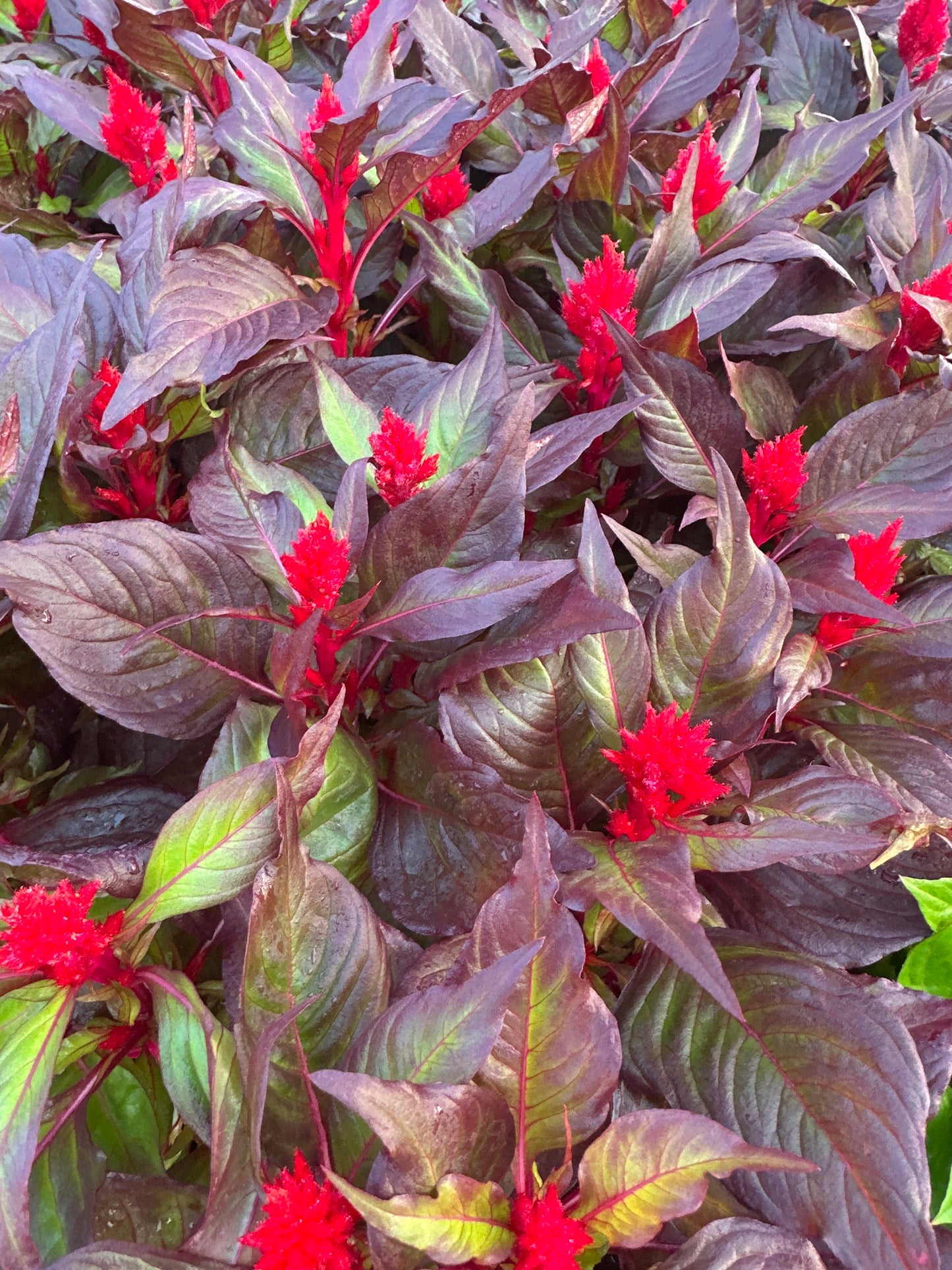 CELOSIA SMART LOOK RED - JUMBO 6 PACK