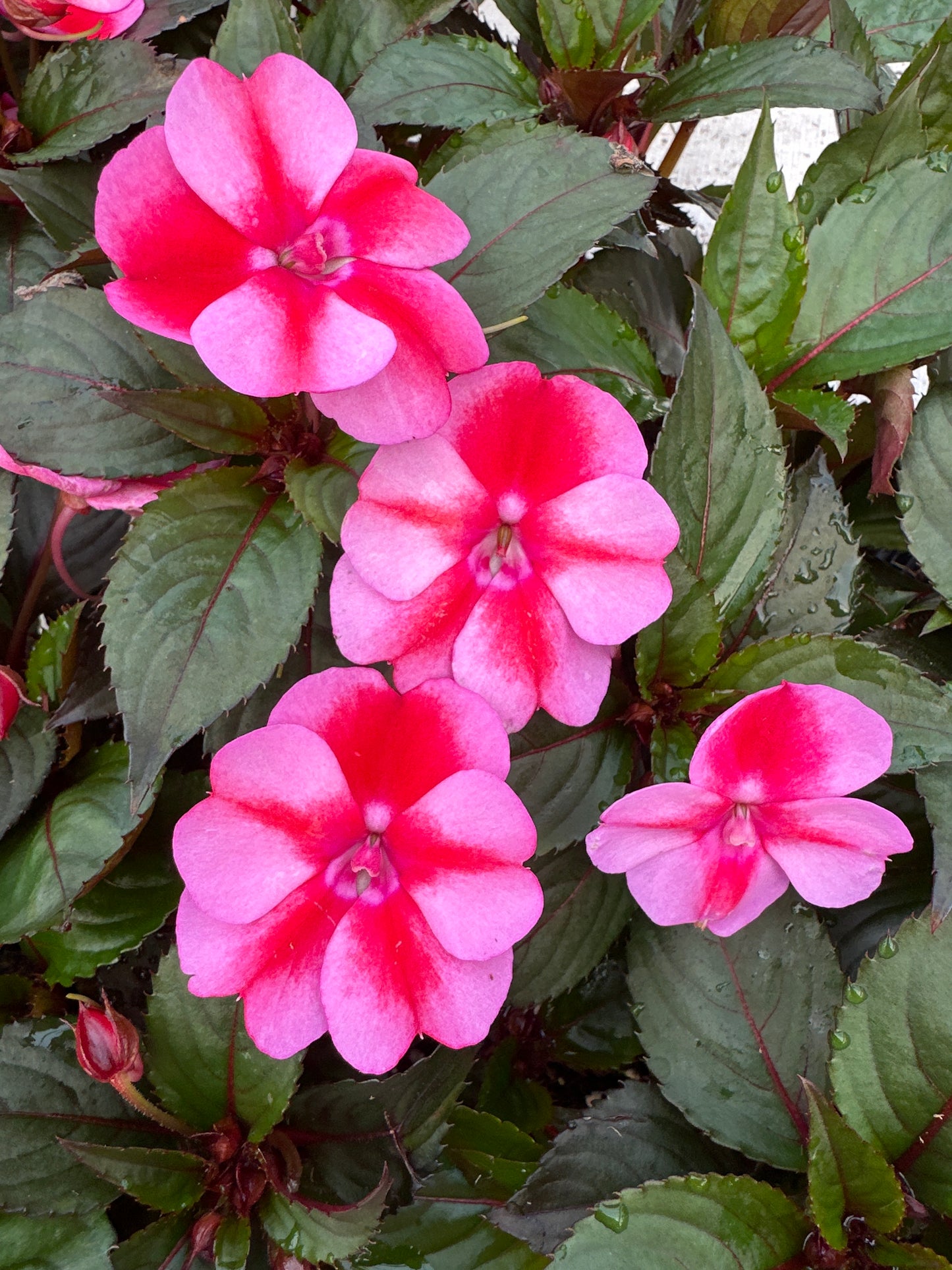 SUNPATIENS COMPACT RED CANDY - JUMBO 6 PACK