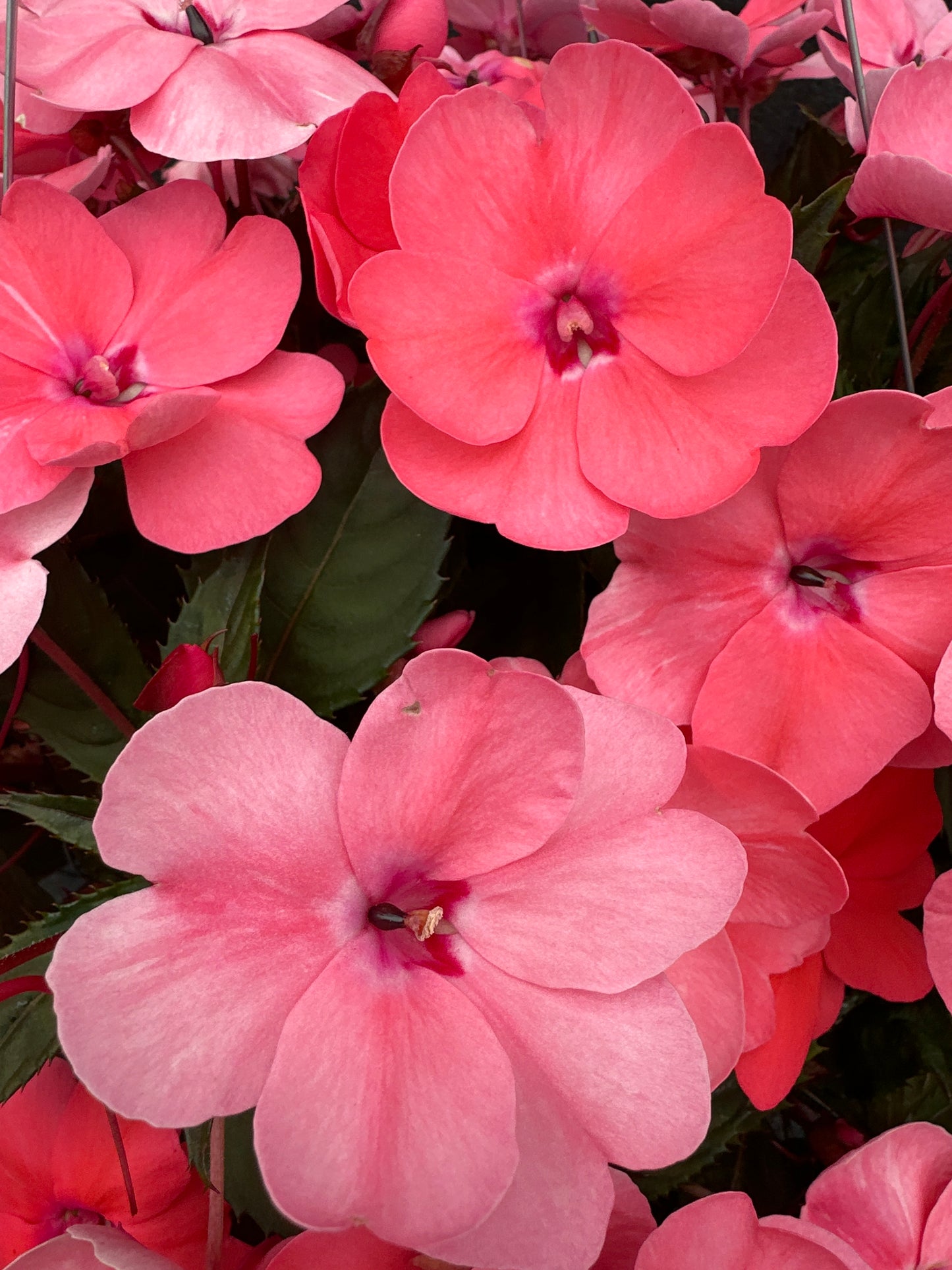 SUNPATIENS COMPACT CORAL PINK - 10" HANGING BASKET