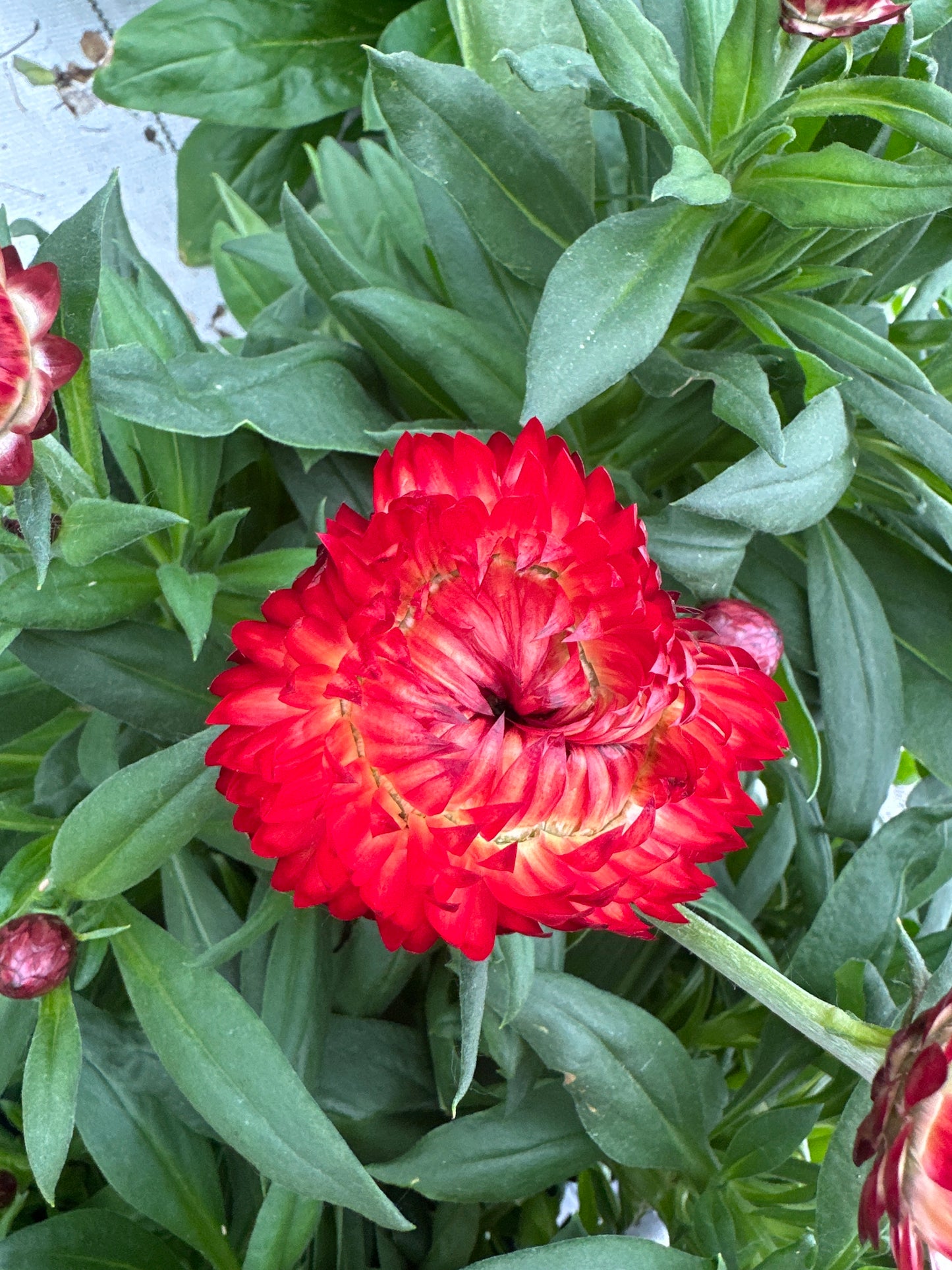 STRAWFLOWER GRANVIA CRIMSON SUN - 4" POT