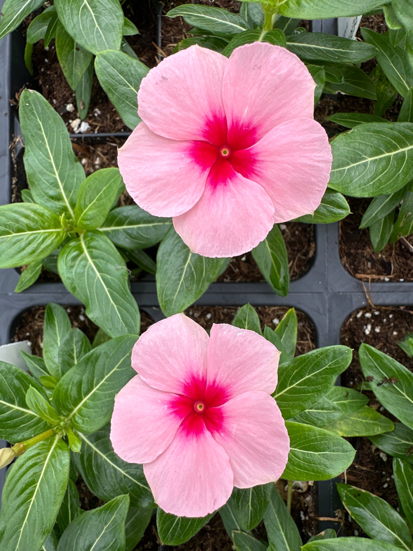 PERIWINKLE VINCA CORA XDR APRICOT - FLAT OF 32 PLANTS